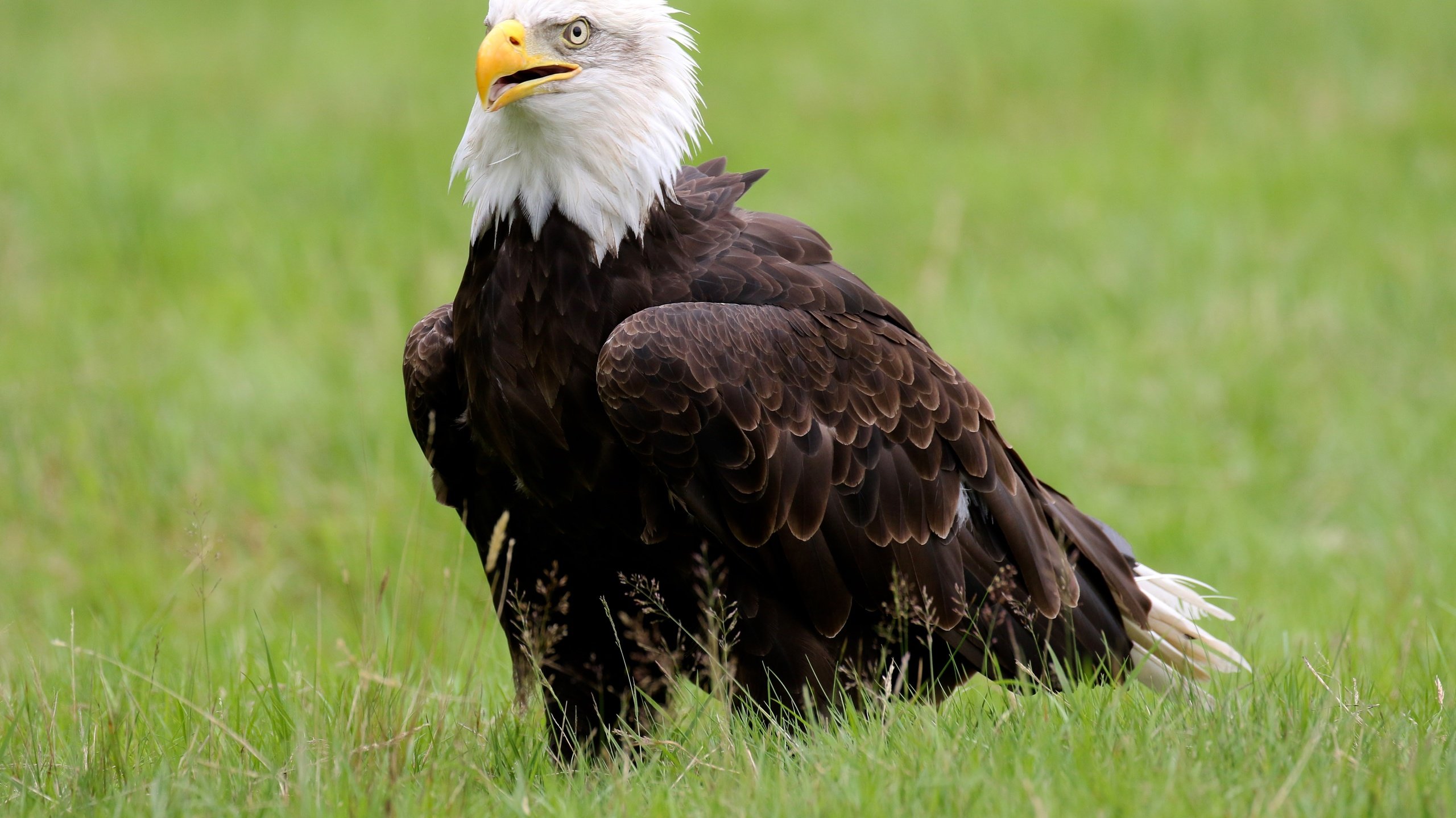 Обои трава, птица, клюв, белоголовый орлан, grass, bird, beak, bald eagle разрешение 5090x3393 Загрузить