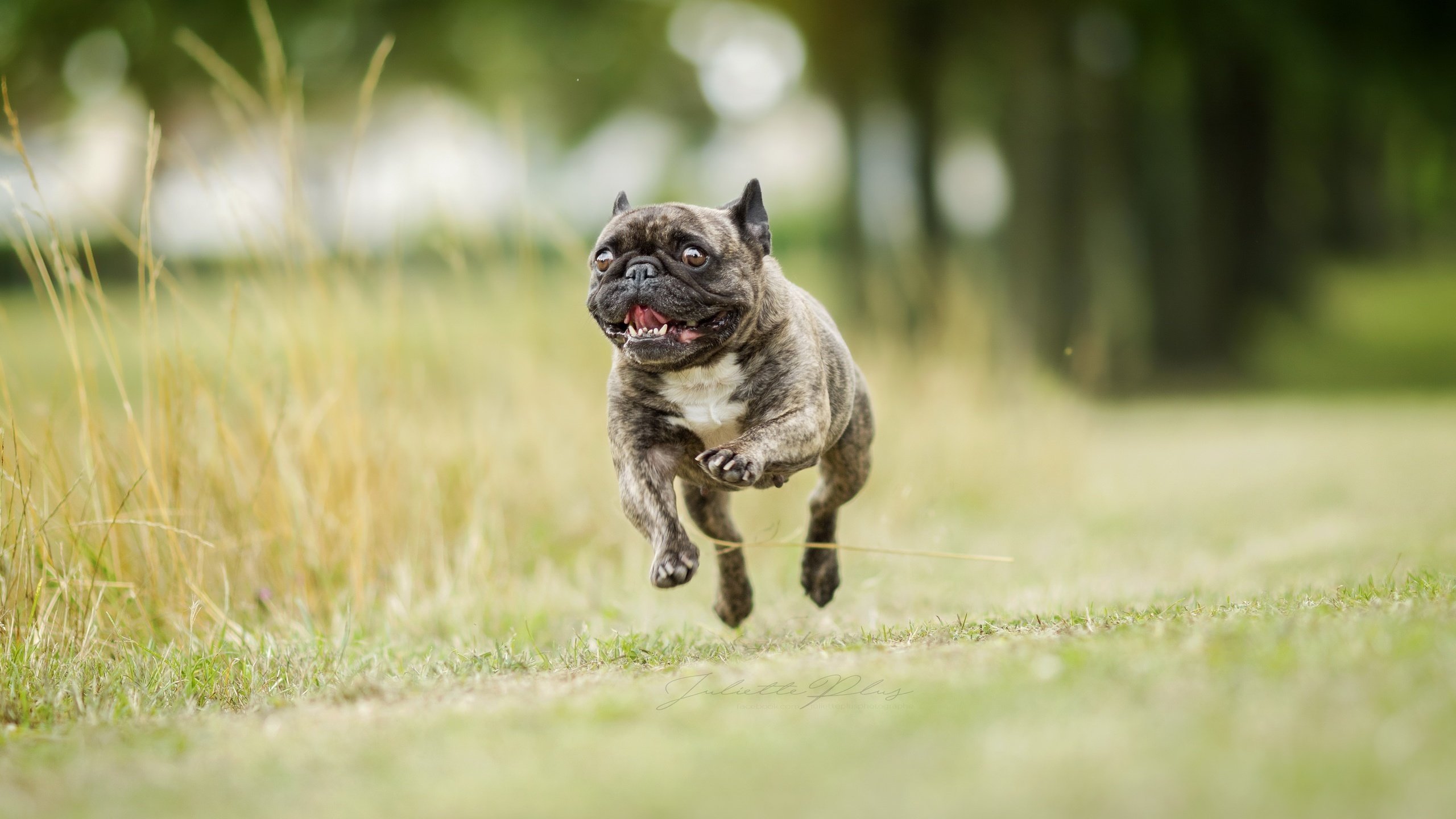 Обои фон, собака, бег, французский бульдог, background, dog, running, french bulldog разрешение 2560x1707 Загрузить