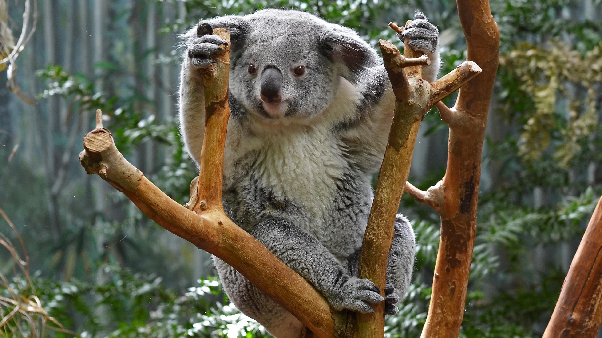 Обои природа, дерево, животные, коала, сумчатые, nature, tree, animals, koala, marsupials разрешение 2730x1920 Загрузить