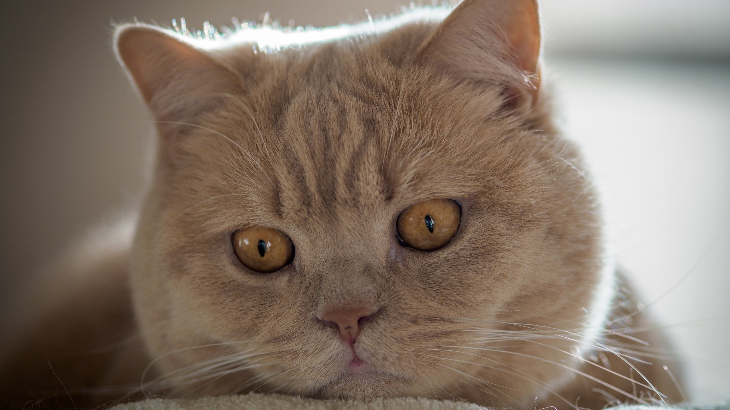 Обои кот, мордочка, усы, кошка, взгляд, британская короткошерстная кошка, cat, muzzle, mustache, look, british shorthair разрешение 5184x3888 Загрузить