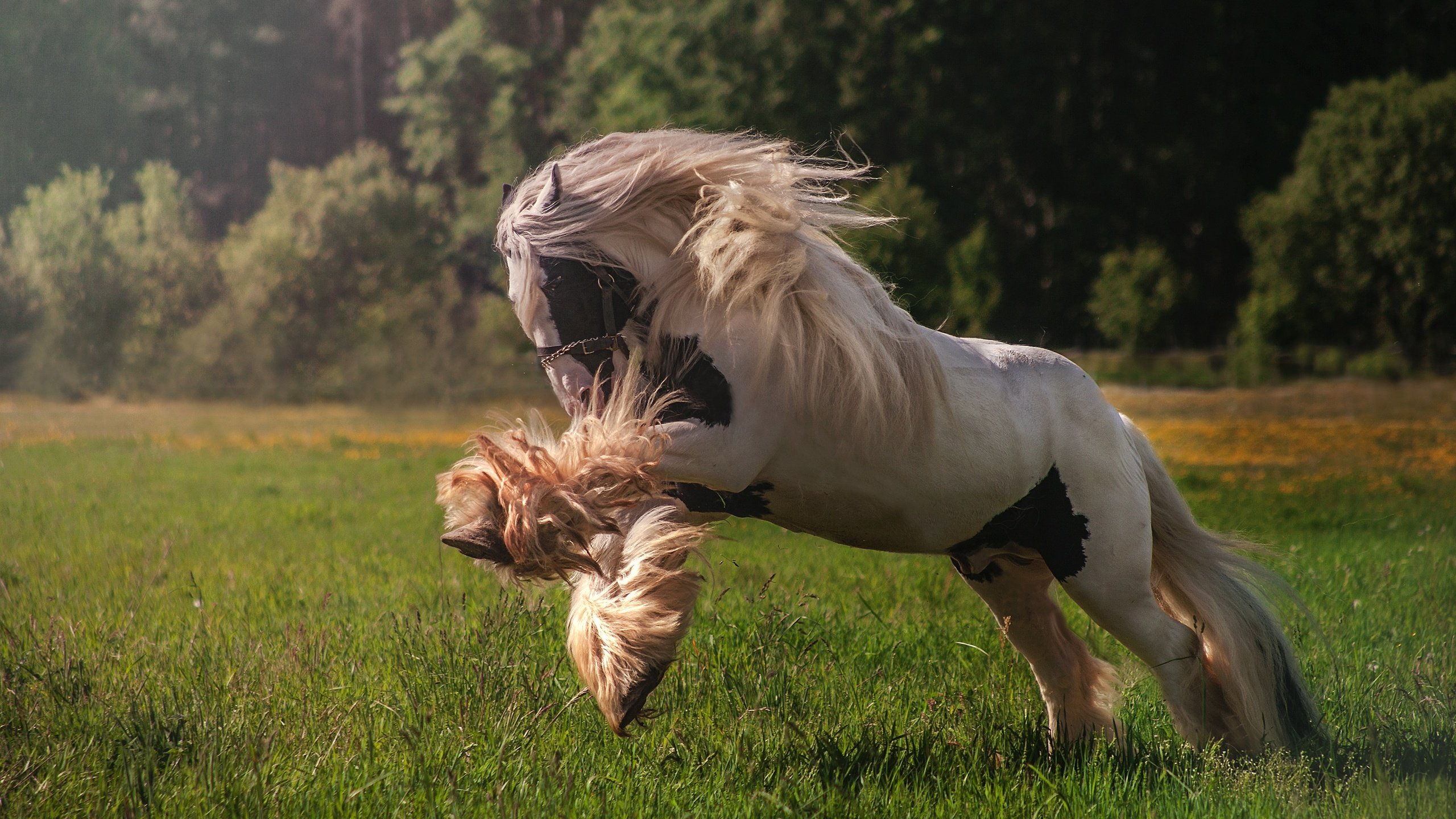 Обои лошадь, трава, деревья, луг, конь, грива, horse, grass, trees, meadow, mane разрешение 3679x2405 Загрузить