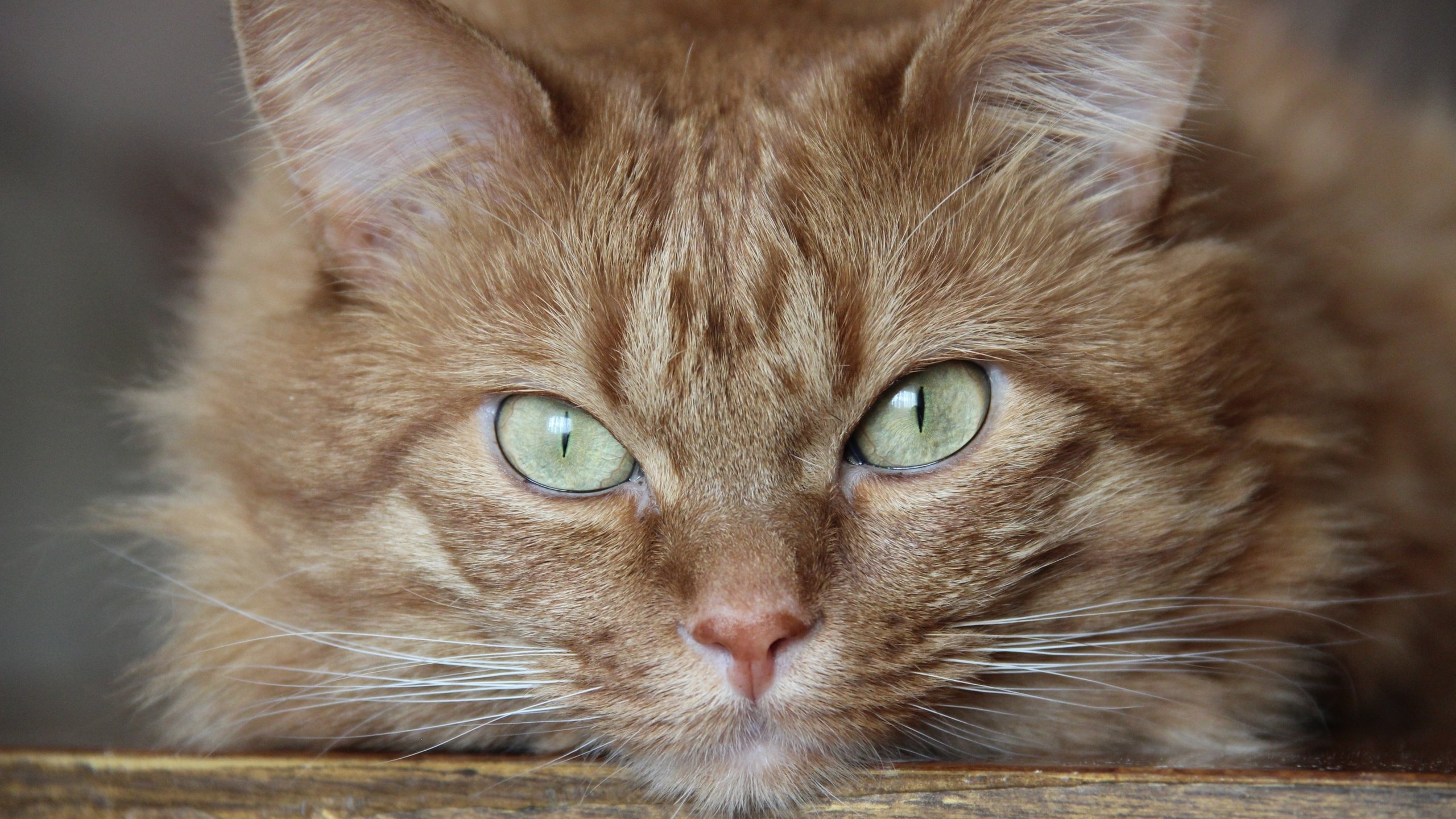 Рыжий кот с зелеными глазами порода
