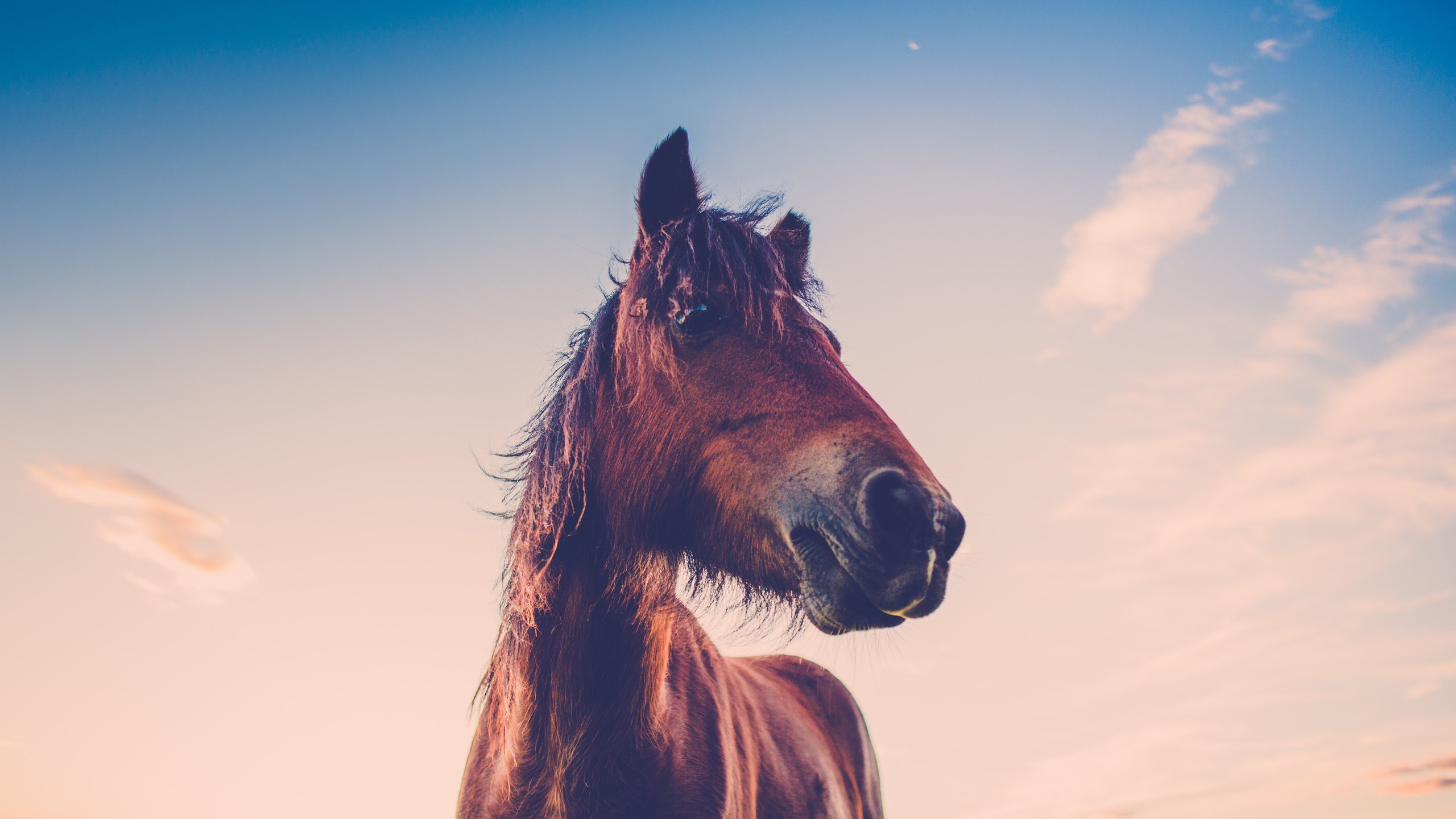 Обои небо, лошадь, облака, закат, конь, грива, the sky, horse, clouds, sunset, mane разрешение 5760x3240 Загрузить