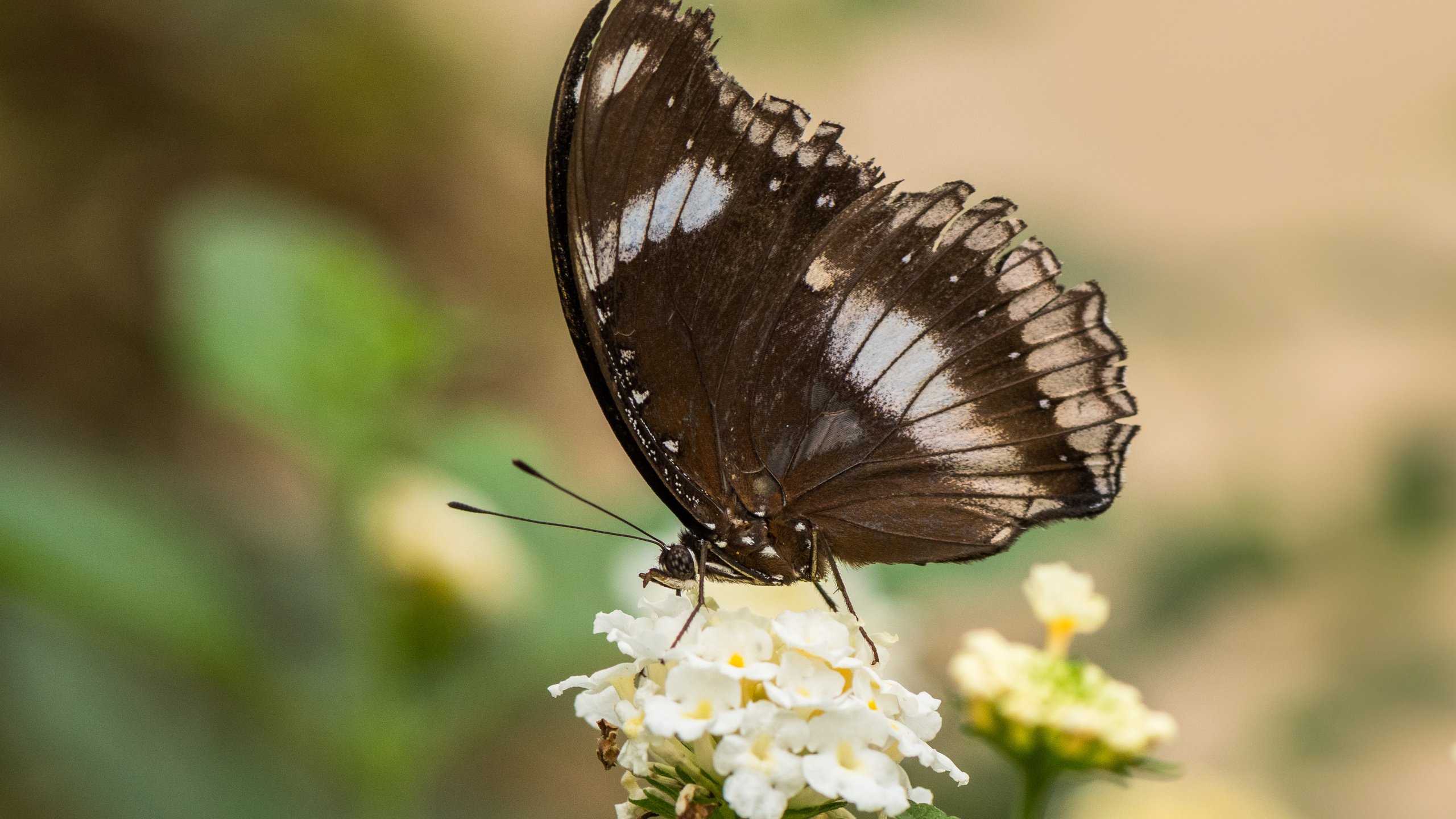 Обои цветы, природа, насекомое, бабочка, крылья, lynn griffiths, flowers, nature, insect, butterfly, wings разрешение 4356x2904 Загрузить