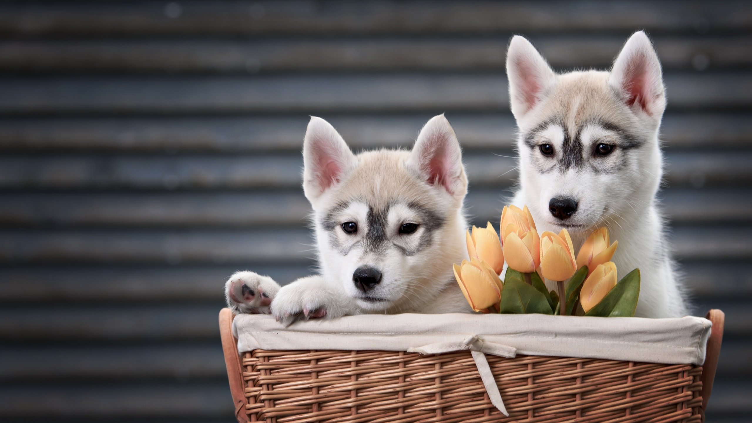 Обои цветы, животные, пара, корзина, тюльпаны, хаски, щенки, собаки, flowers, animals, pair, basket, tulips, husky, puppies, dogs разрешение 4000x2670 Загрузить