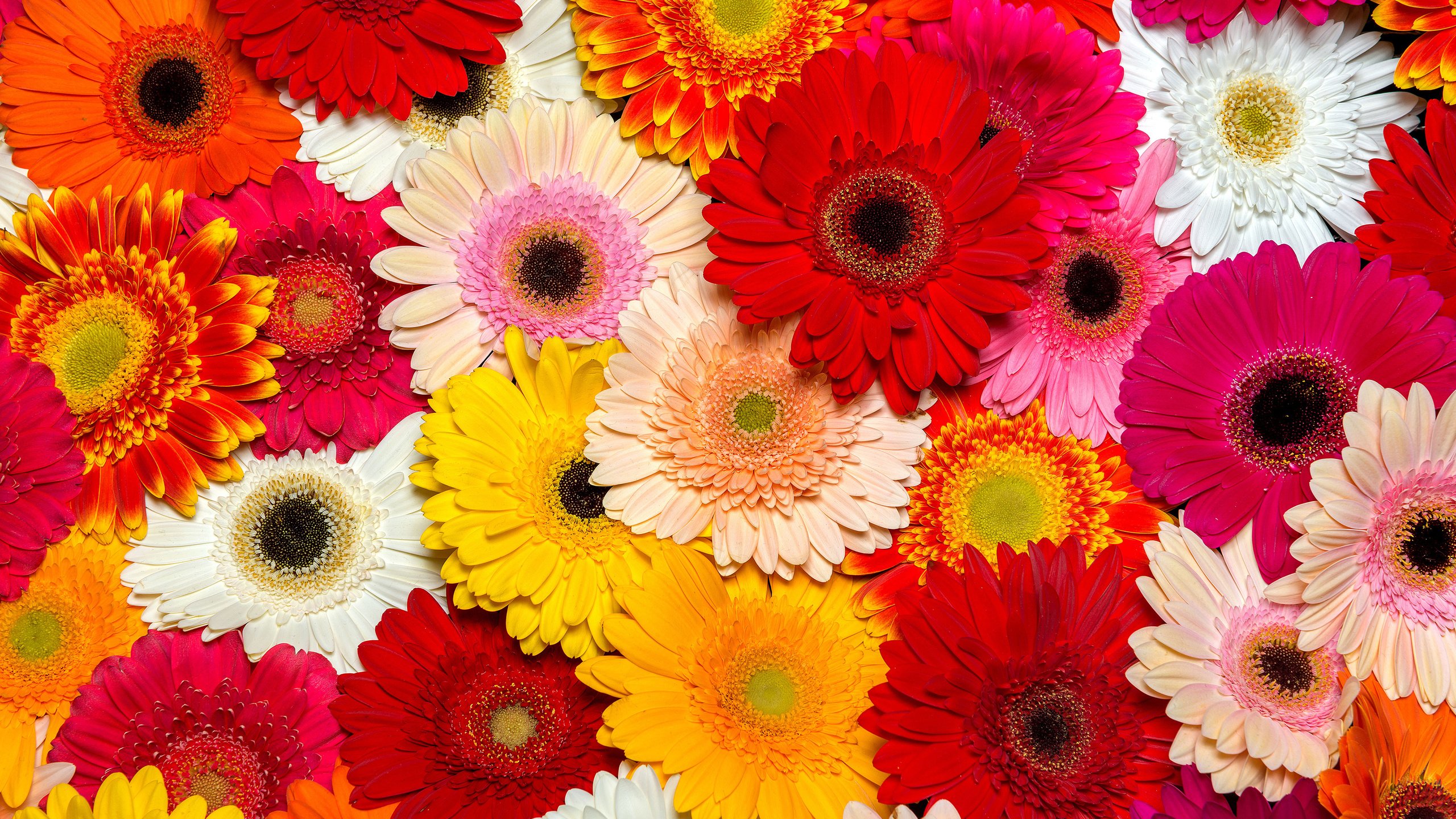 Обои цветы, лепестки, герберы, flowers, petals, gerbera разрешение 3840x2400 Загрузить