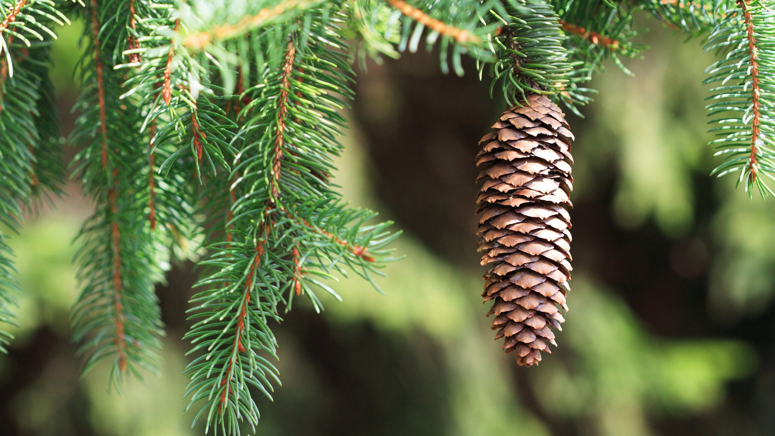 Обои природа, хвоя, макро, ветки, ель, шишка, nature, needles, macro, branches, spruce, bump разрешение 2880x1800 Загрузить