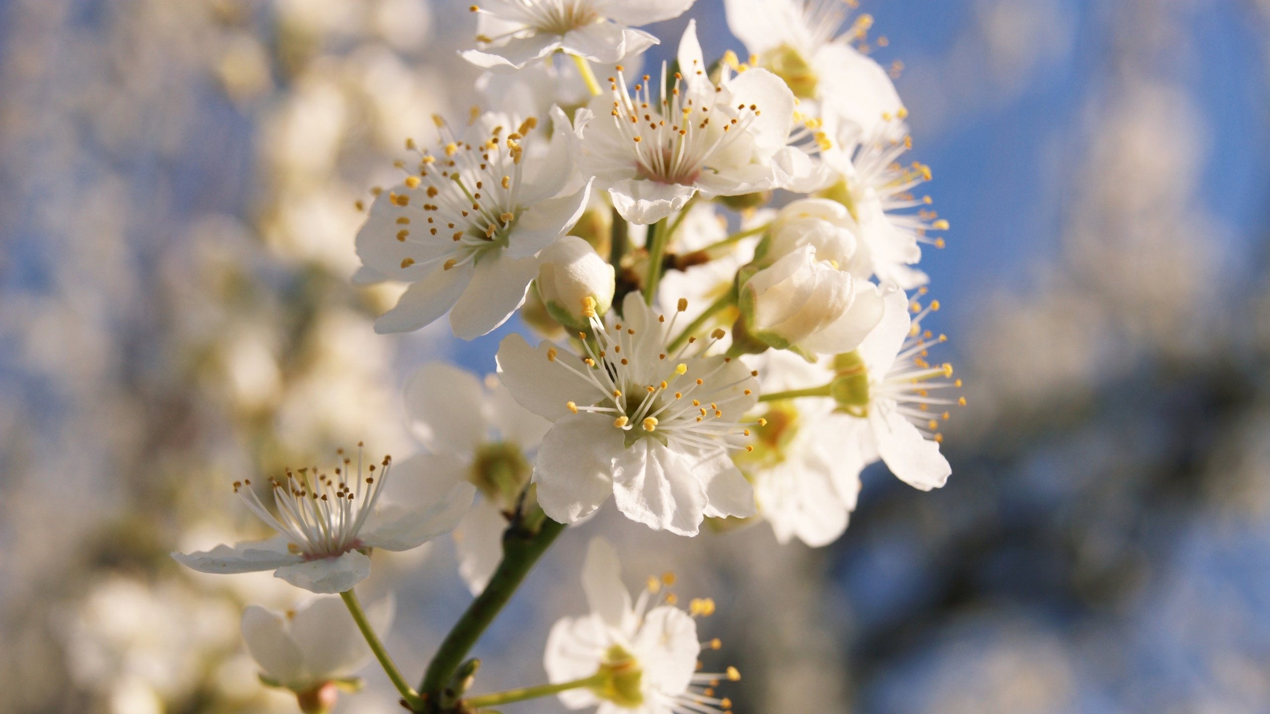 Обои ветка, цветение, весна, branch, flowering, spring разрешение 3840x2160 Загрузить