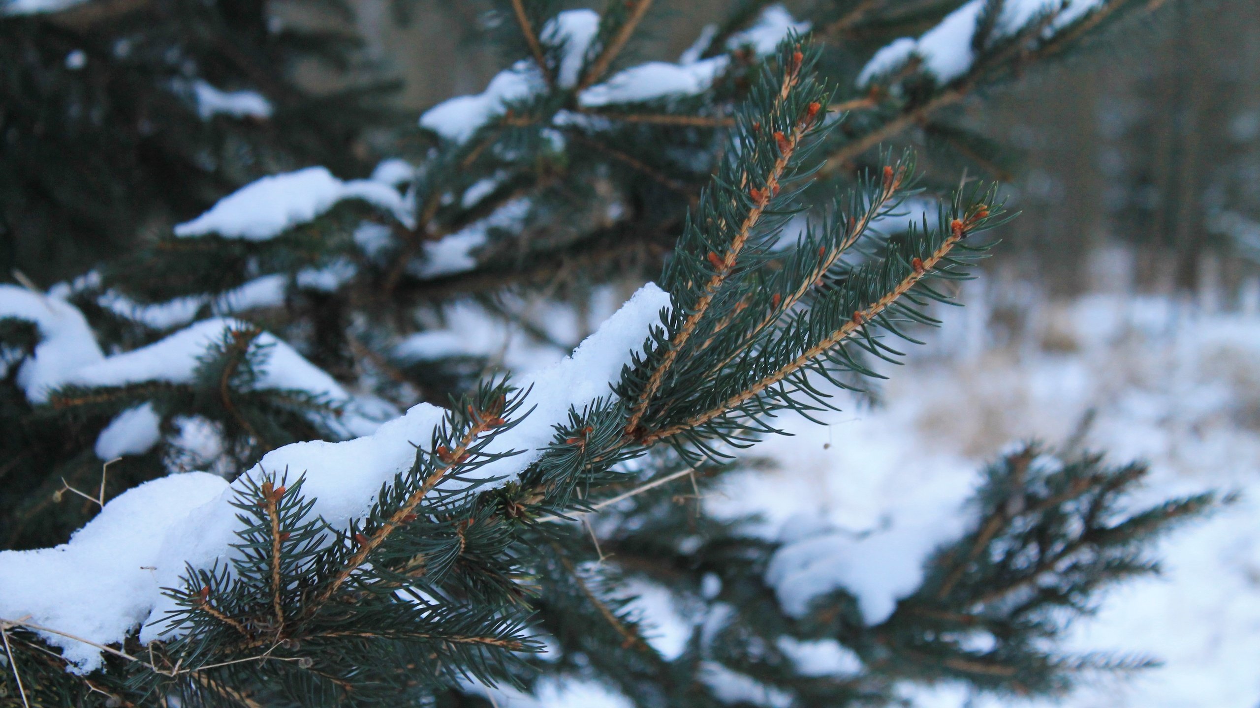 Обои снег, хвоя, зима, ветки, snow, needles, winter, branches разрешение 4272x2848 Загрузить