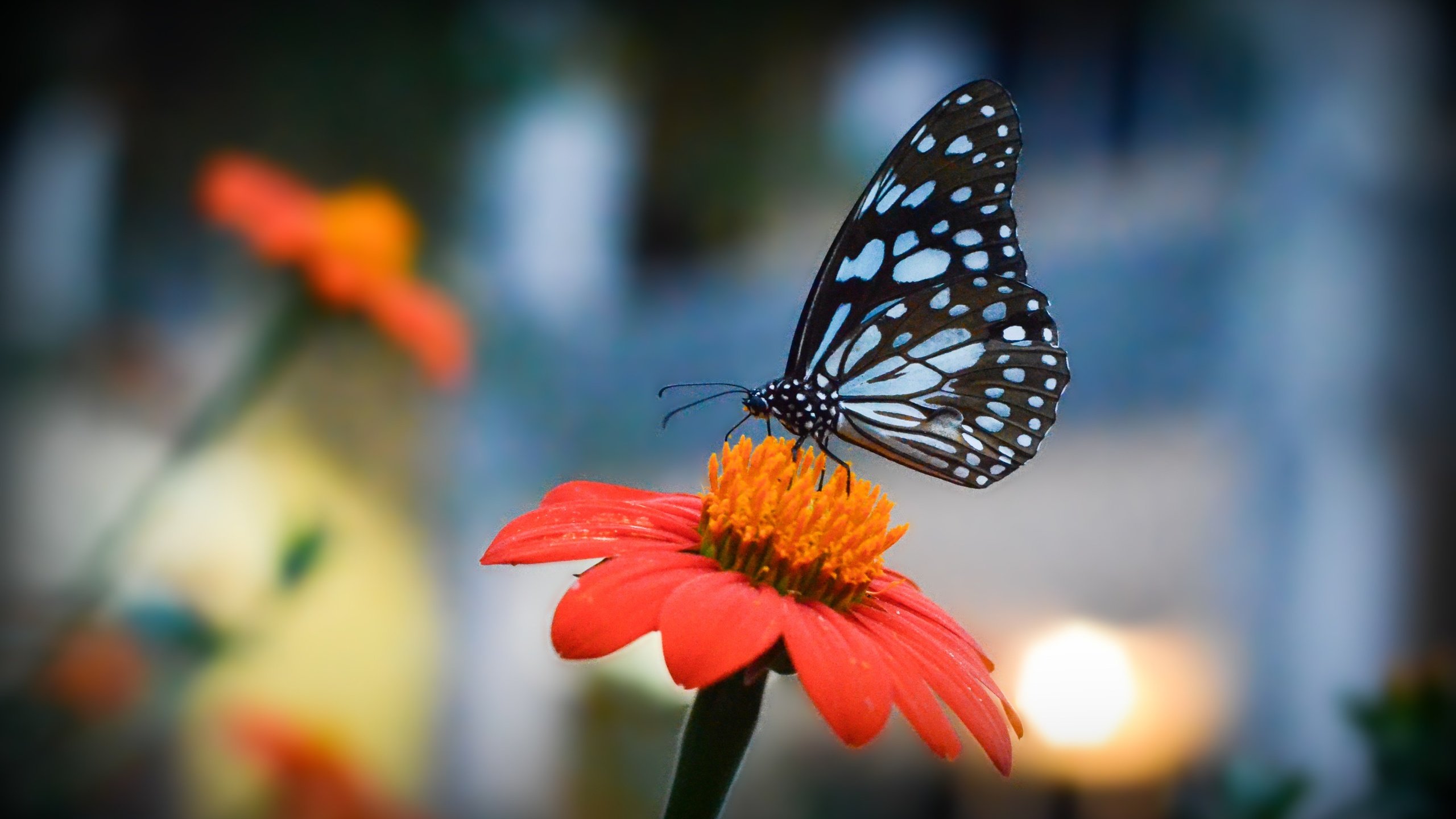 Обои цветы, насекомое, лепестки, бабочка, крылья, боке, flowers, insect, petals, butterfly, wings, bokeh разрешение 4523x2863 Загрузить