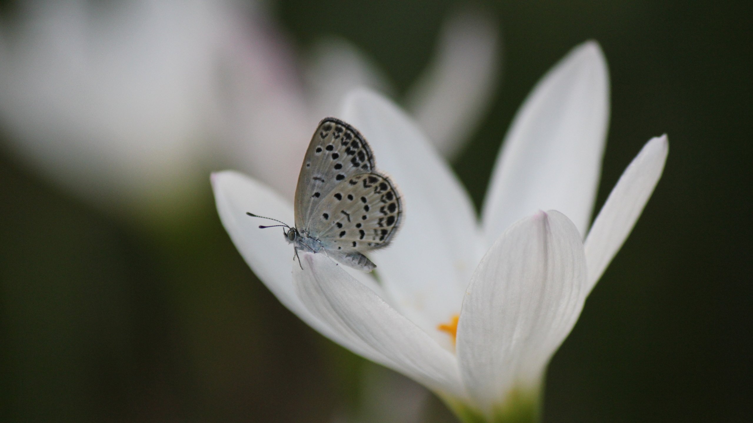 Обои насекомое, цветок, бабочка, крылья, весна, крокус, insect, flower, butterfly, wings, spring, krokus разрешение 5184x3456 Загрузить