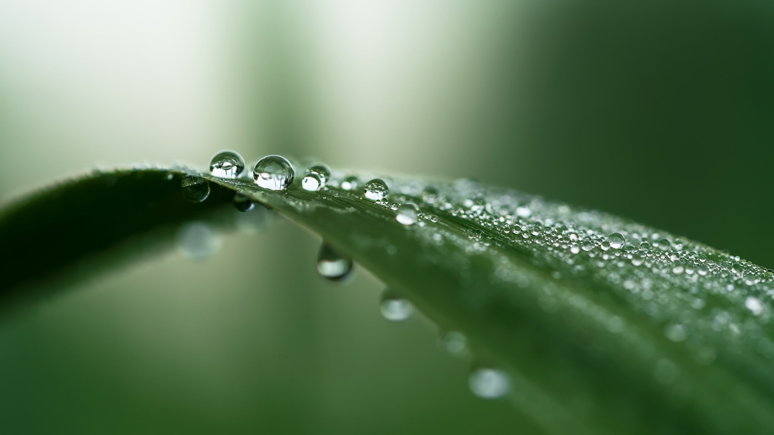 Обои природа, капли, лист, капельки росы, крупным планом, nature, drops, sheet, drops of dew, closeup разрешение 2981x1677 Загрузить