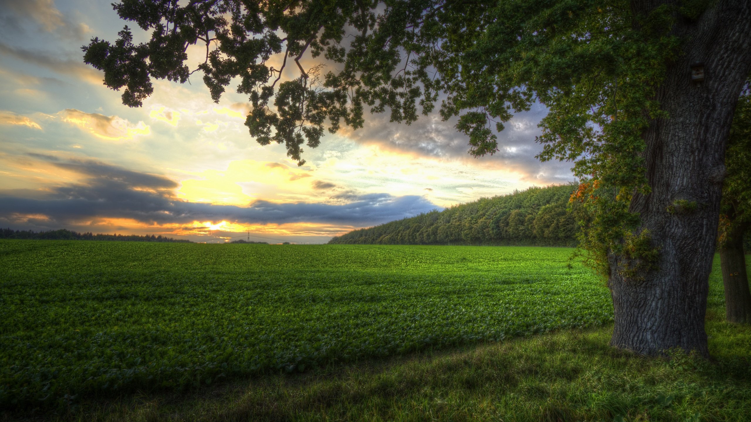 Обои дерево, закат, поле, tree, sunset, field разрешение 3840x2160 Загрузить