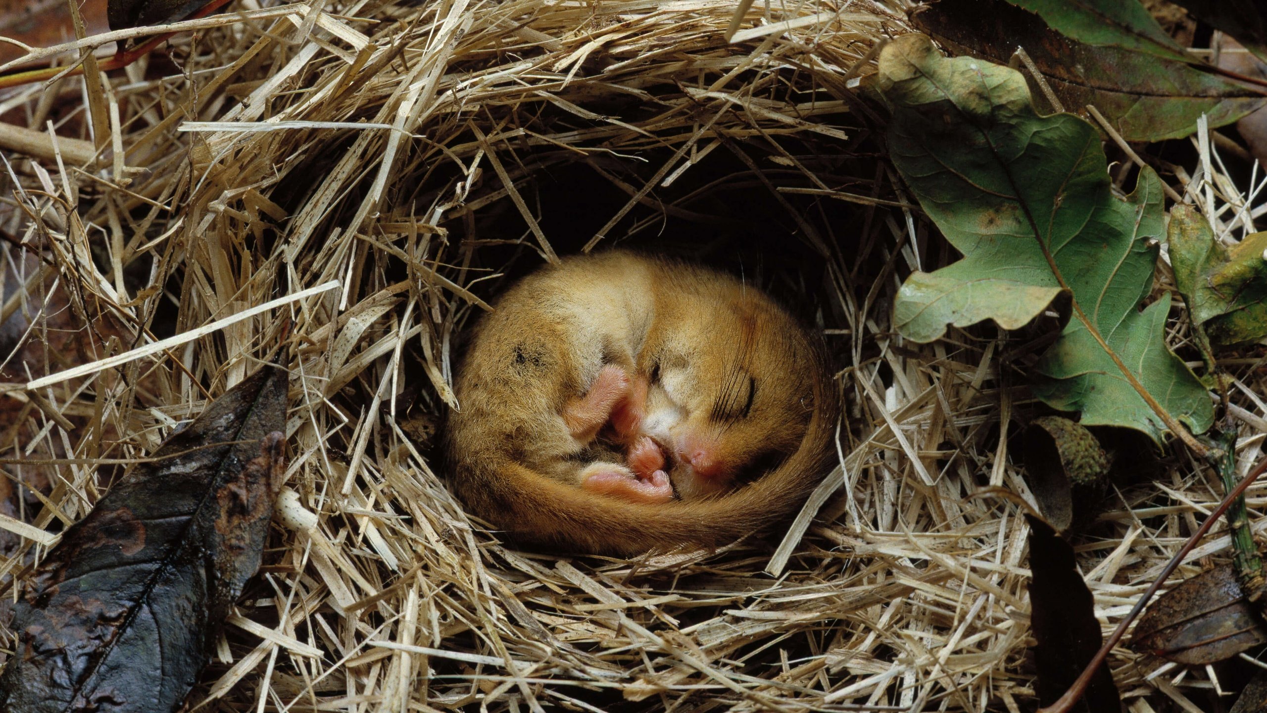 Обои грызун, rodent разрешение 4198x2362 Загрузить