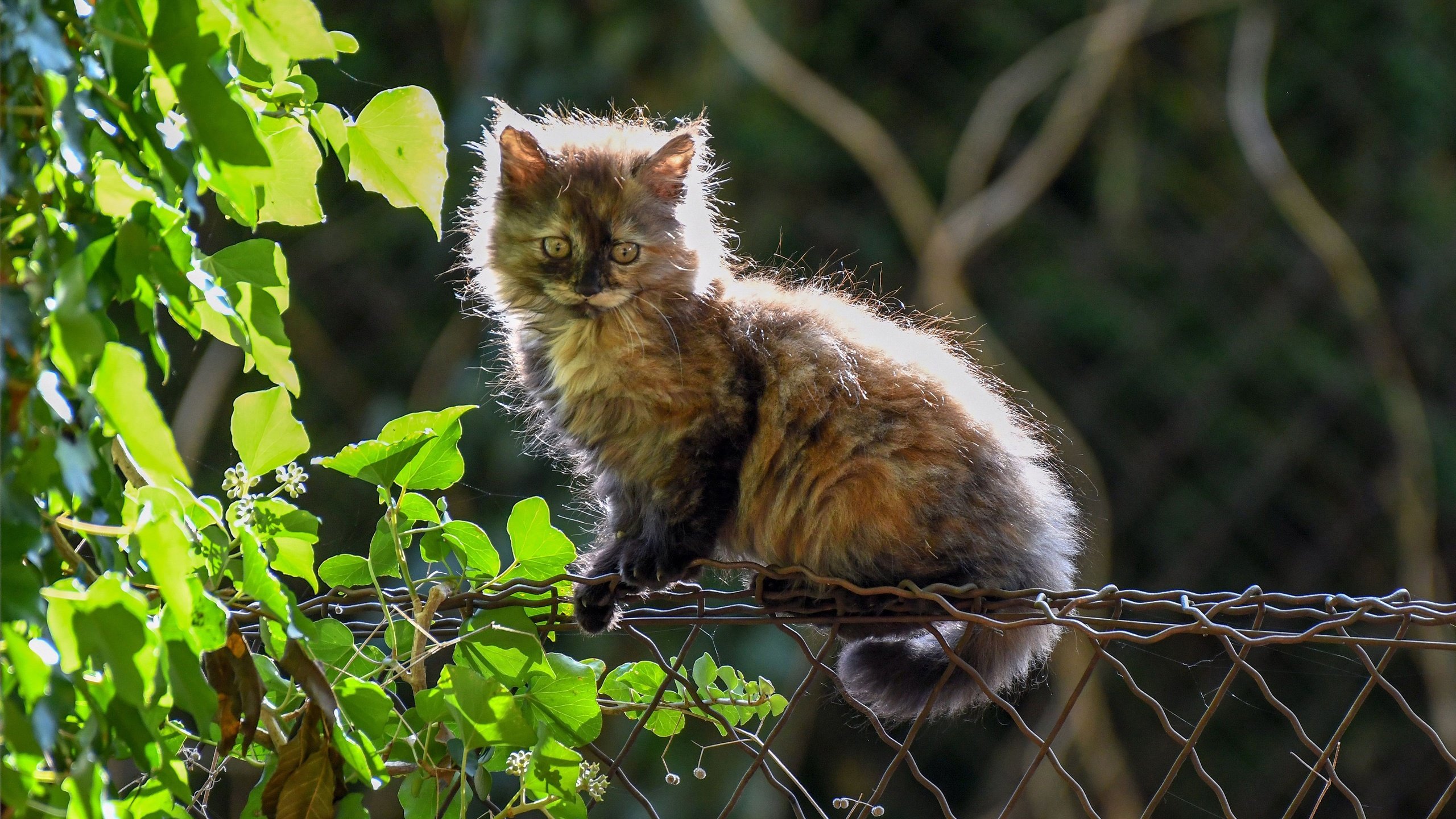 Обои листья, кошка, забор, котенок, пушистый, котейка, leaves, cat, the fence, kitty, fluffy разрешение 4000x2525 Загрузить