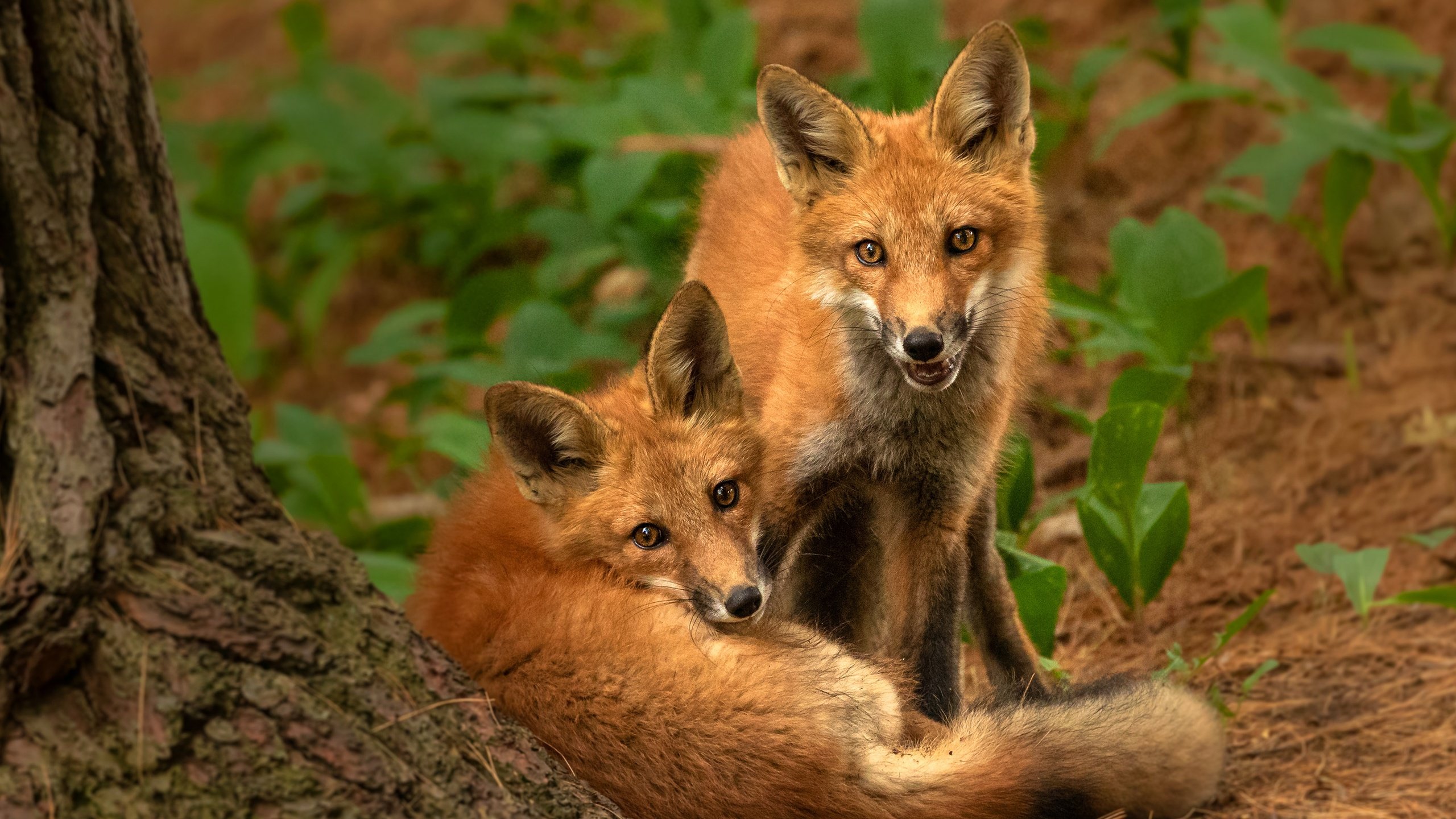 Обои природа, поза, взгляд, парочка, рыжие, лисята, лисы, nature, pose, look, a couple, red, cubs, fox разрешение 2880x2304 Загрузить