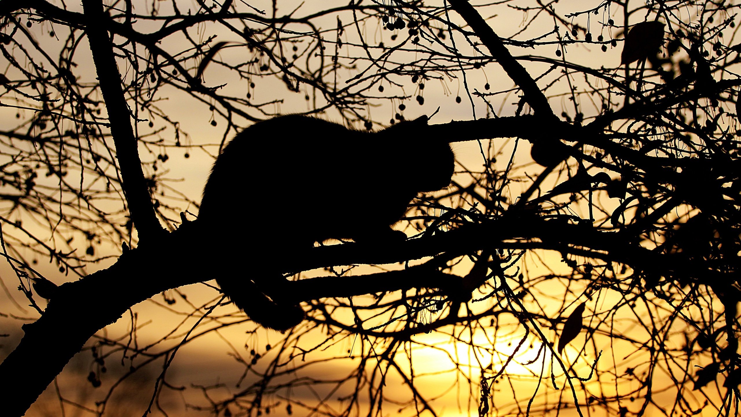 Обои кошка, свет, черный, вечер, силуэт, солнце, на дереве, дерево, закат, поза, кот, ветки, light, black, the evening, silhouette, the sun, on the tree, tree, sunset, pose, cat, branches разрешение 3840x2160 Загрузить
