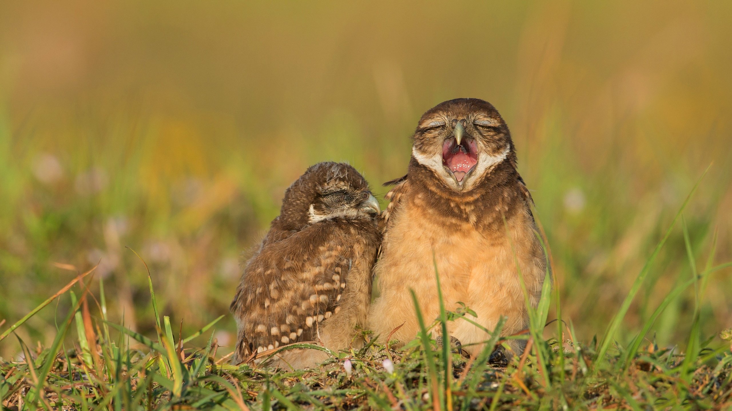 Обои трава, птицы, клюв, совы, сыч, сычи, grass, birds, beak, owls, owl разрешение 3666x2665 Загрузить