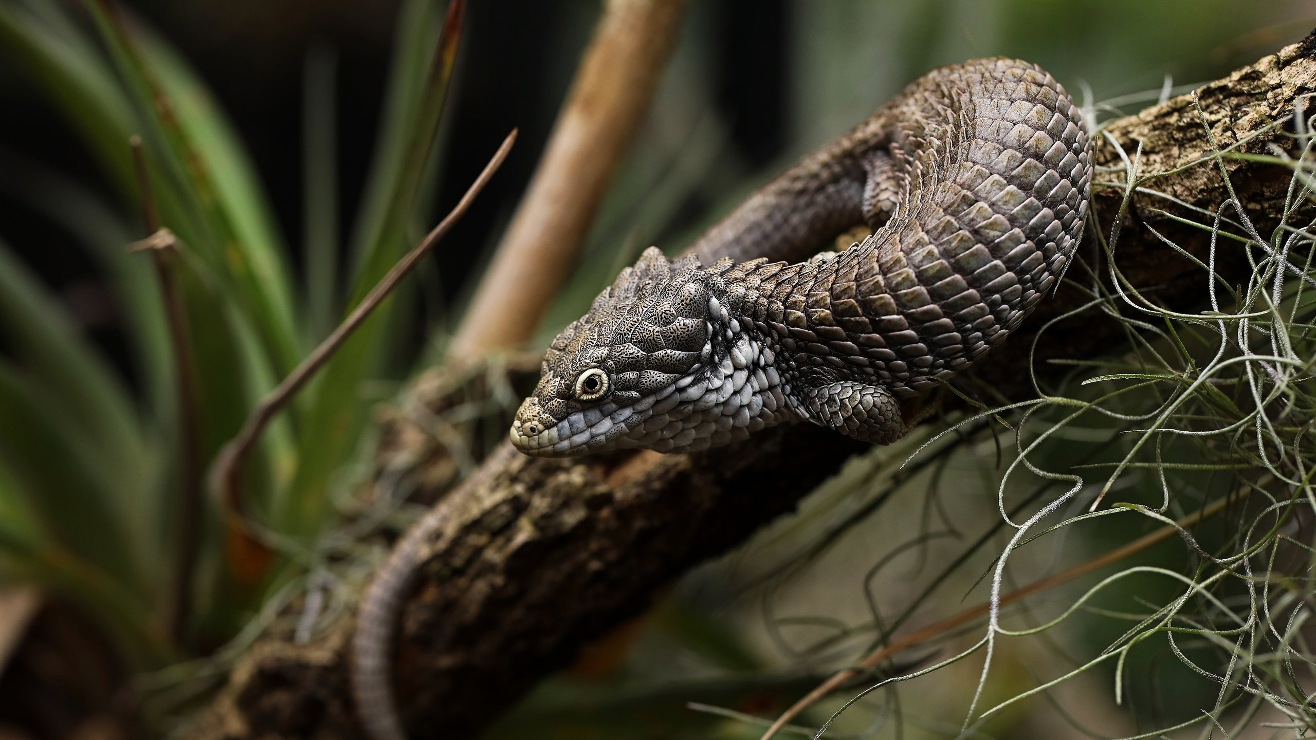 Обои ветка, листья, ящерица, темный фон, боке, branch, leaves, lizard, the dark background, bokeh разрешение 3840x2160 Загрузить