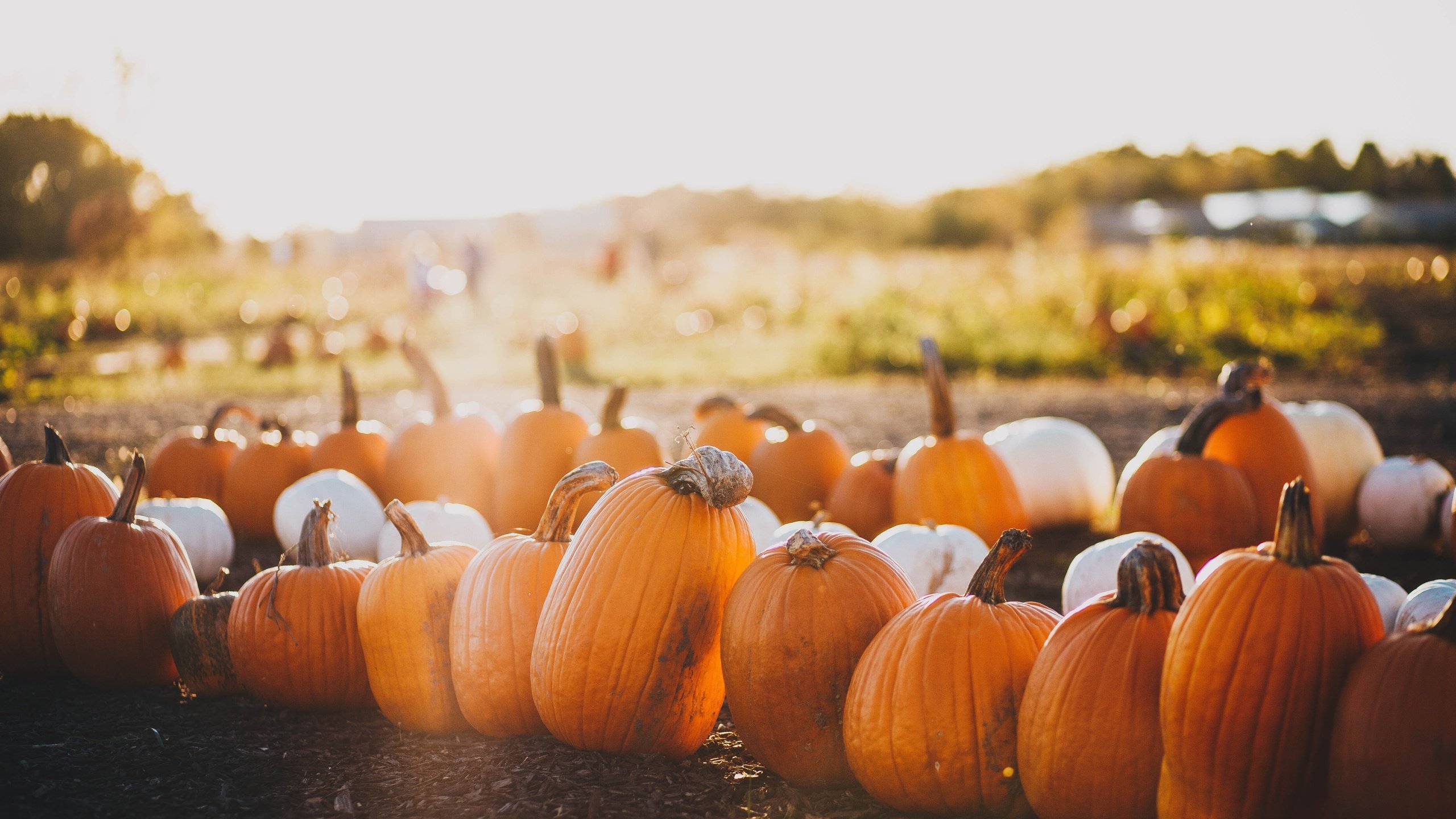 Обои свет, природа, поле, осень, много, урожай, тыквы, боке, light, nature, field, autumn, a lot, harvest, pumpkin, bokeh разрешение 5616x3710 Загрузить