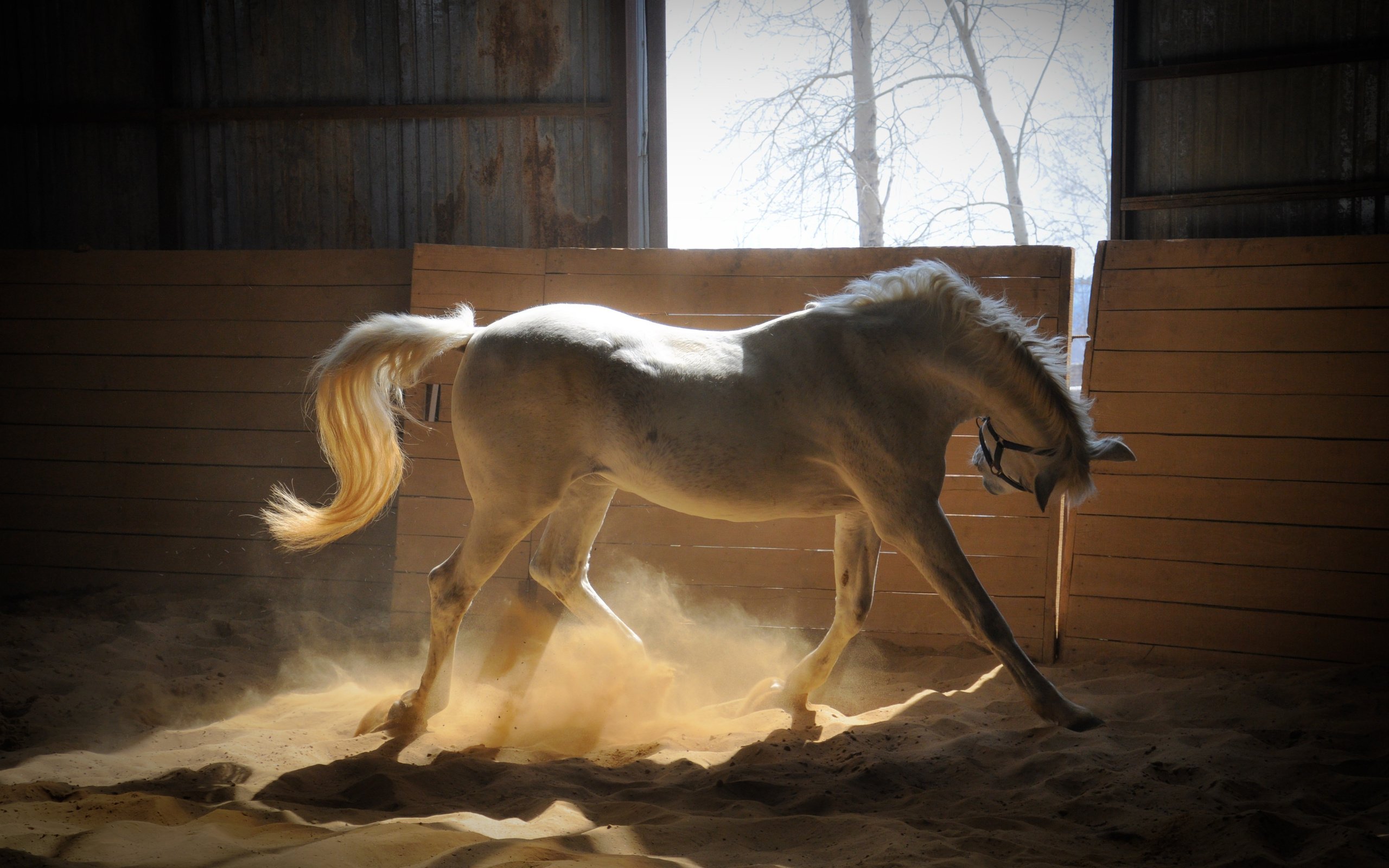 Обои лошадь, песок, лучи солнца, белая, загон, horse, sand, the rays of the sun, white, corral разрешение 4288x2848 Загрузить