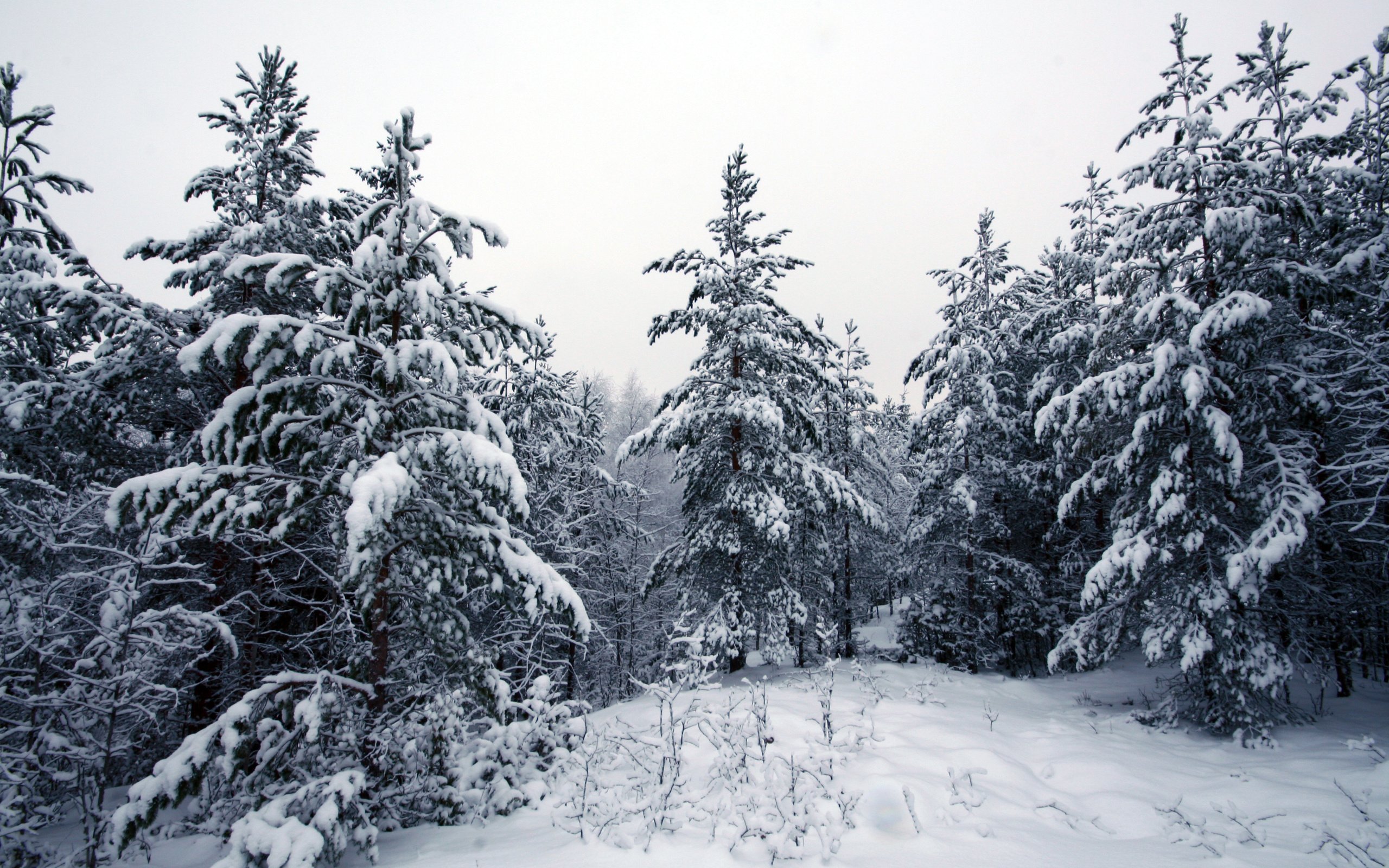 Обои деревья, снег, лес, зима, trees, snow, forest, winter разрешение 3456x2304 Загрузить