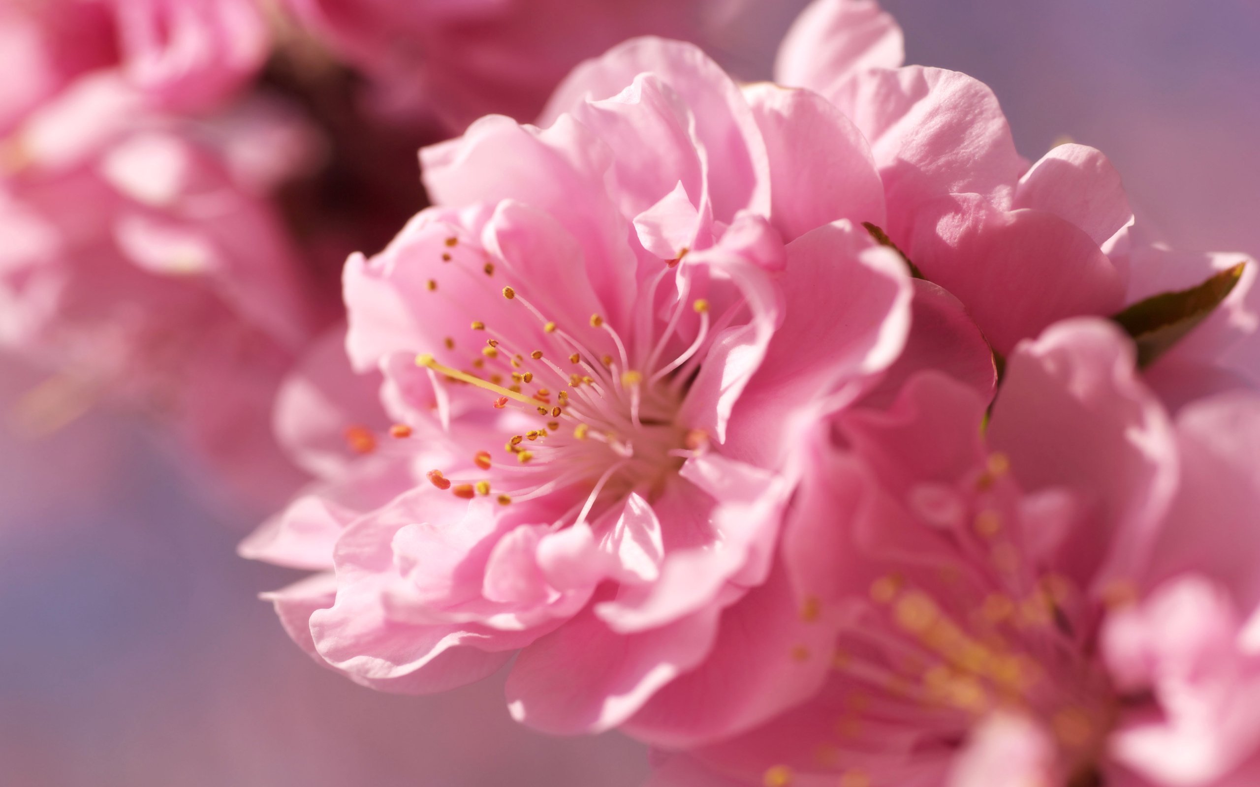 Обои цветы, размытость, розовые, сакура, нежность, rozovyj, cvetok, nezhnost, yarko, ves, розмытость, razmytost, flowers, blur, pink, sakura, tenderness разрешение 4288x2848 Загрузить