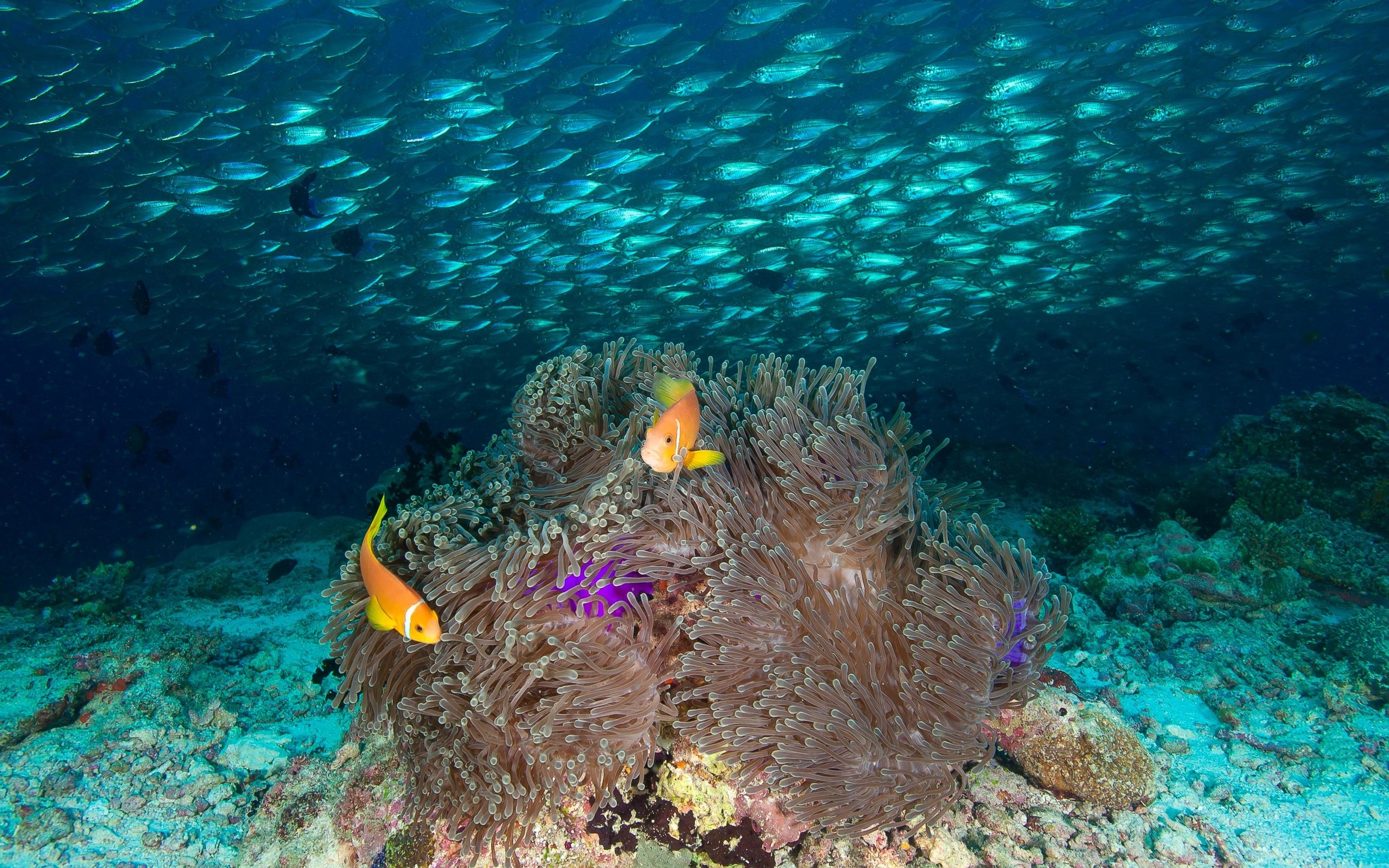 Обои рыбы, тропики, мальдивы, fish, tropics, the maldives разрешение 3549x2362 Загрузить