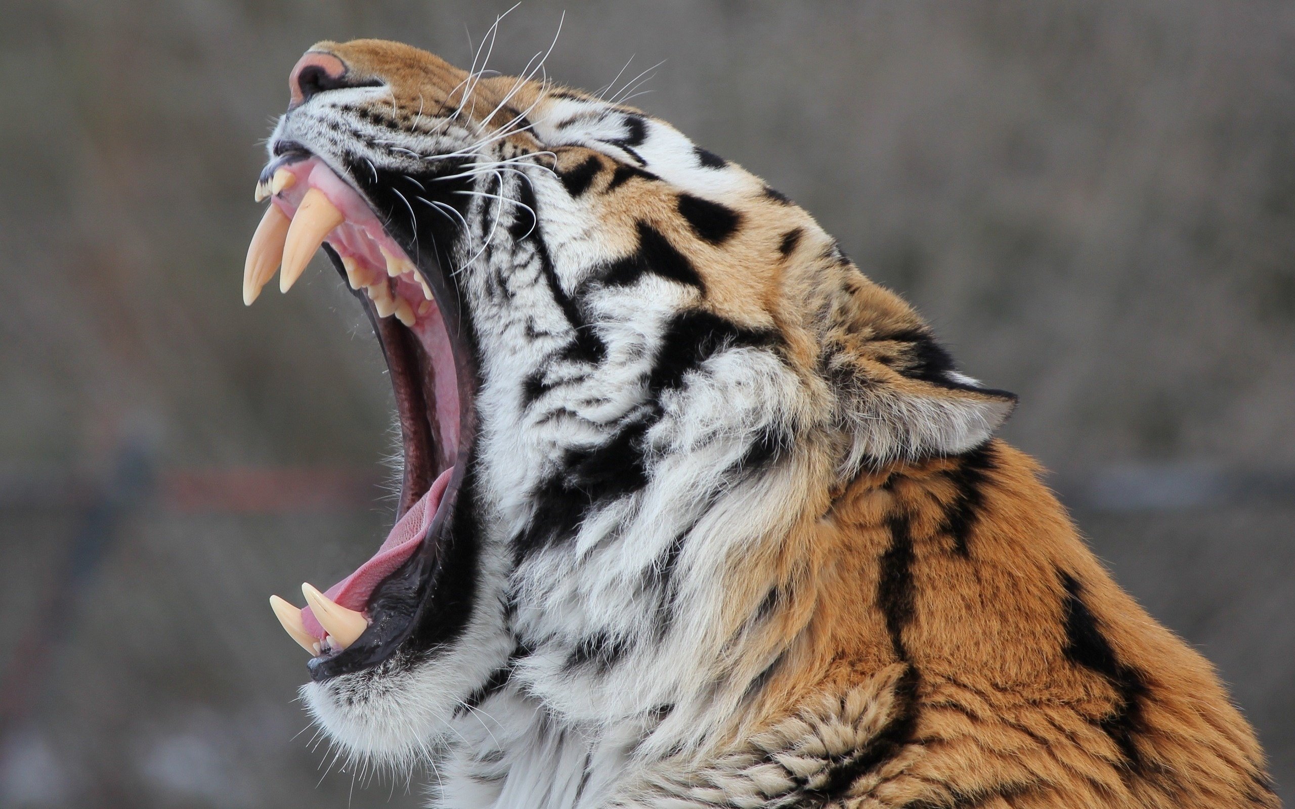 Обои тигр, морда, клыки, пасть, зевает, дикая кошка, амурский, tiger, face, fangs, mouth, yawns, wild cat, amur разрешение 2560x1706 Загрузить