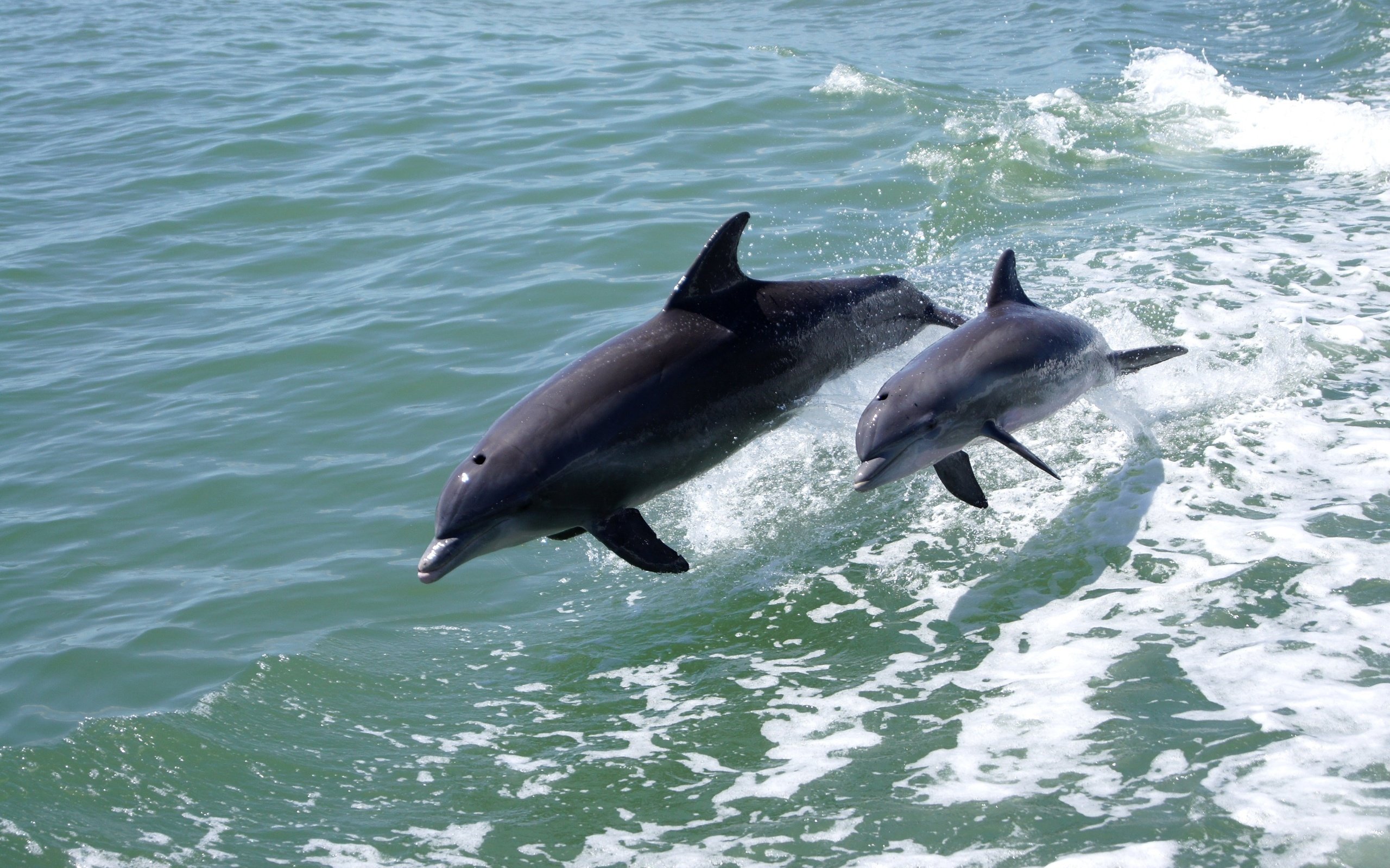Беломордый Дельфин фото