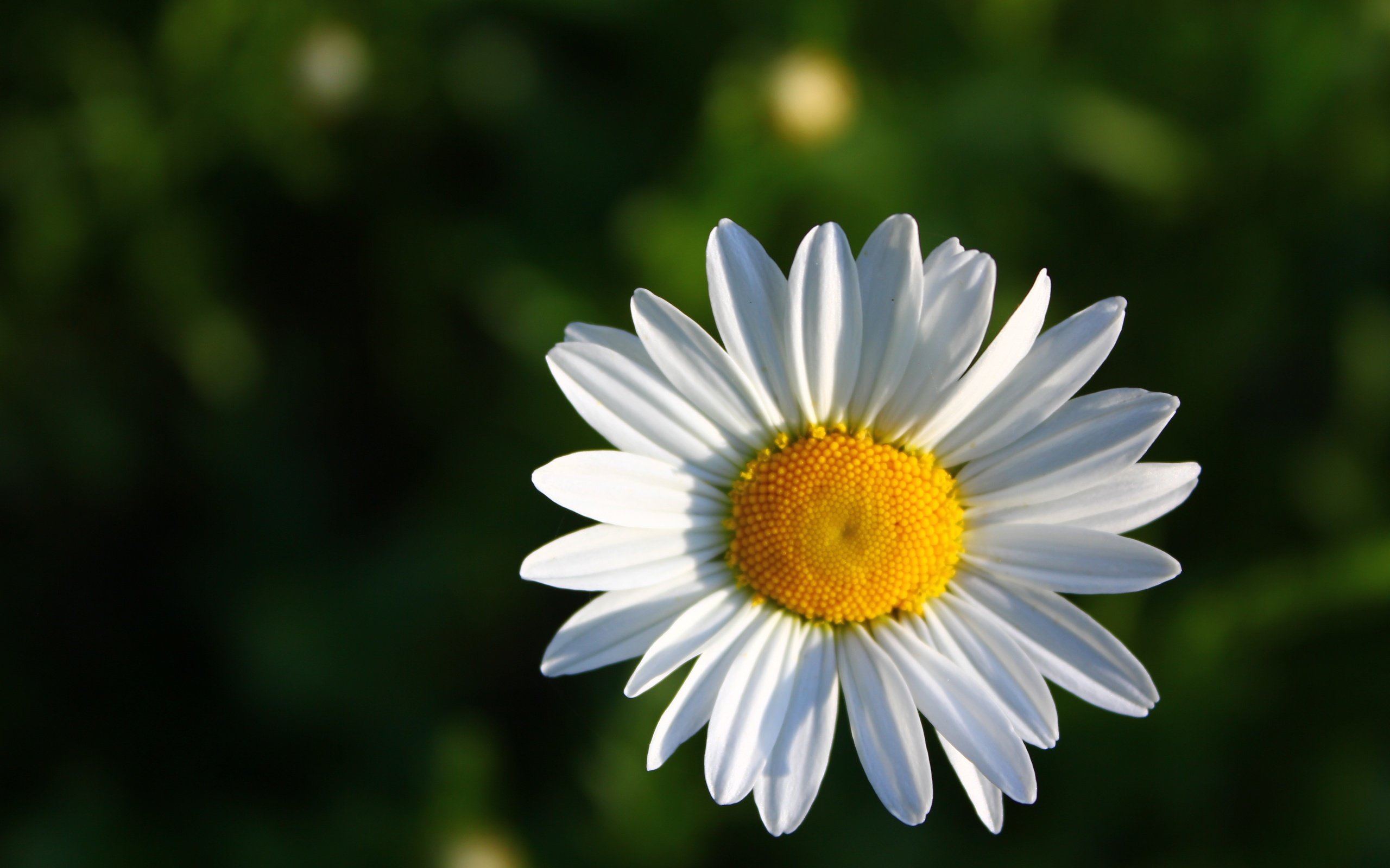 Обои зелёный, фон, цветок, ромашка, green, background, flower, daisy разрешение 5184x3456 Загрузить