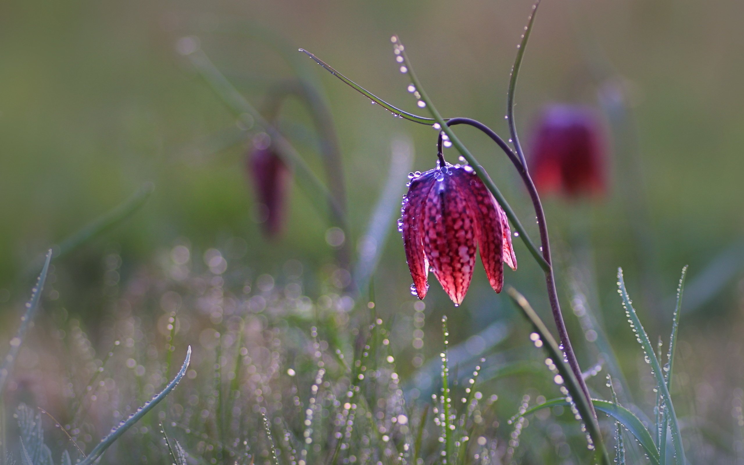 Обои трава, цветок, капли, рябчик шахматный, grass, flower, drops, grouse chess разрешение 2560x1703 Загрузить