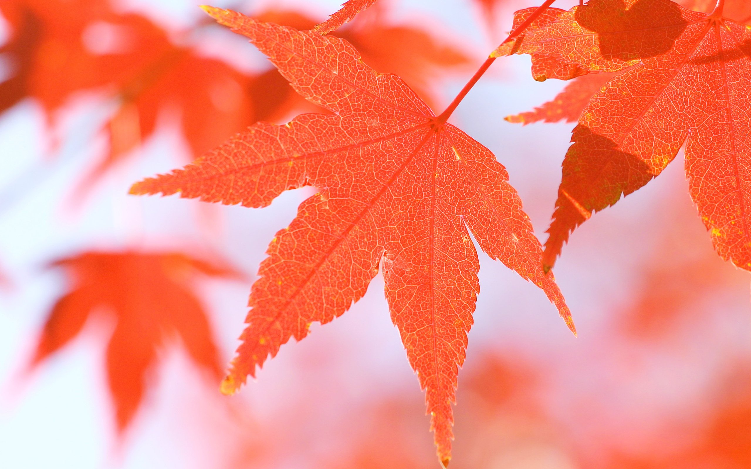 Обои макро, осень, красный, лист, размытость, клен, кленовый лист, крупным планом, macro, autumn, red, sheet, blur, maple, maple leaf, closeup разрешение 3072x2048 Загрузить