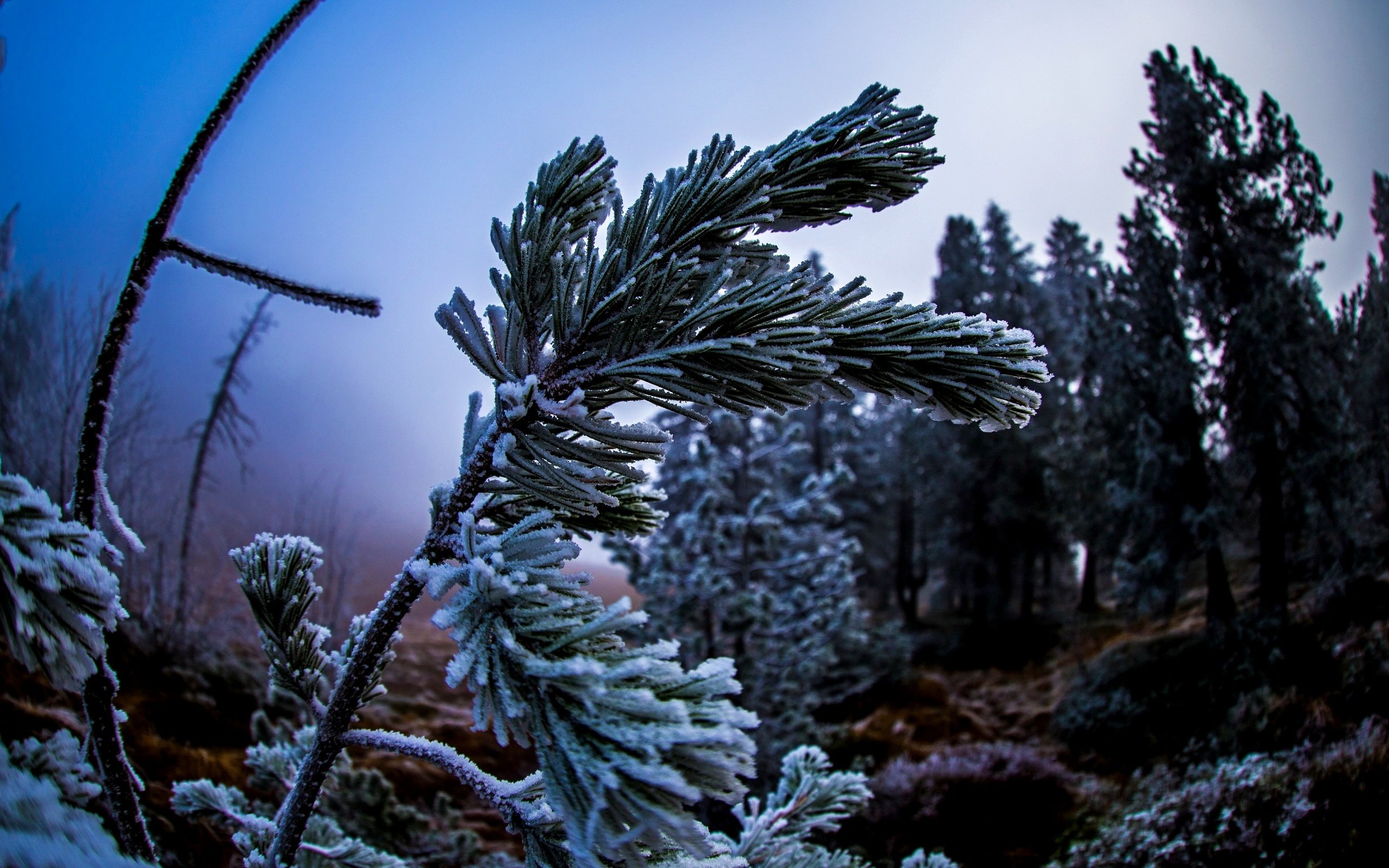 Обои природа, дерево, хвоя, макро, ветки, иней, nature, tree, needles, macro, branches, frost разрешение 2560x1662 Загрузить