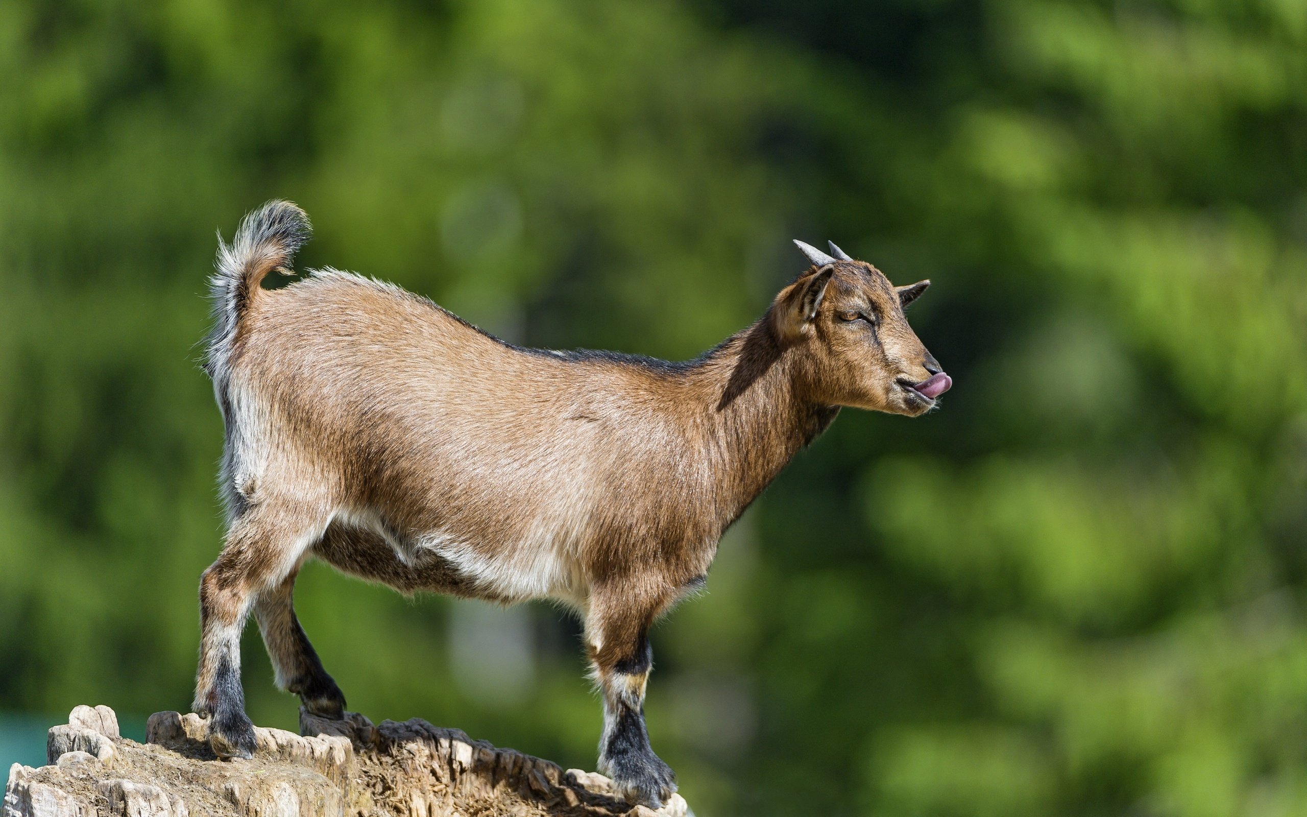 Обои профиль, коза, рога, язык, ©tambako the jaguar, парнокопытные, profile, goat, horns, language, artiodactyls разрешение 2880x1772 Загрузить