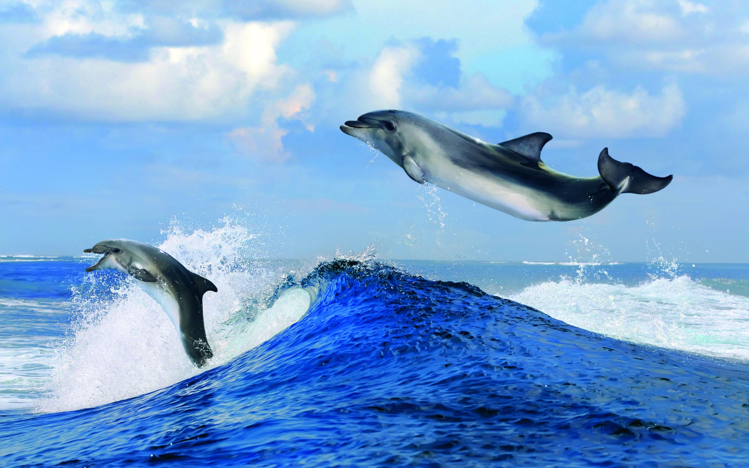Море волны дельфины