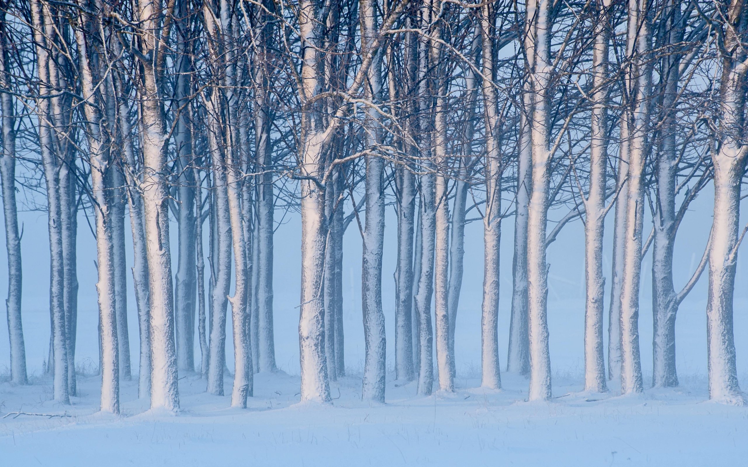 Обои деревья, снег, зима, швеция, швеции, готланд, trees, snow, winter, sweden, gotland разрешение 4256x2621 Загрузить