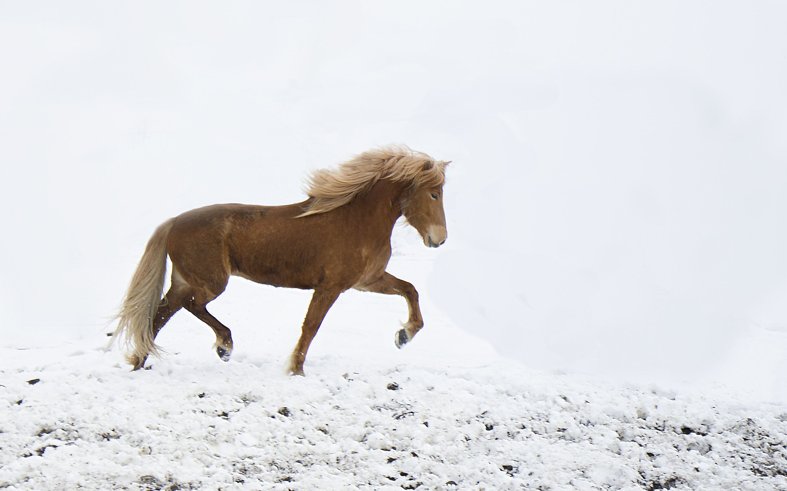 Обои лошадь, снег, зима, ветер, ходьба, horse, snow, winter, the wind, walking разрешение 3348x2376 Загрузить