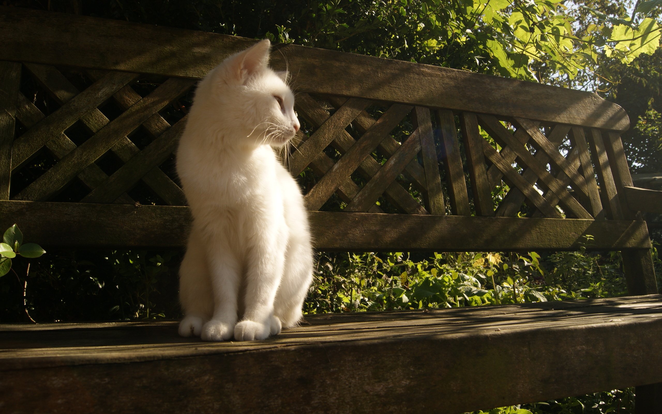 Обои свет, лучи, кошка, сидит, скамейка, белая, light, rays, cat, sitting, bench, white разрешение 4592x2576 Загрузить