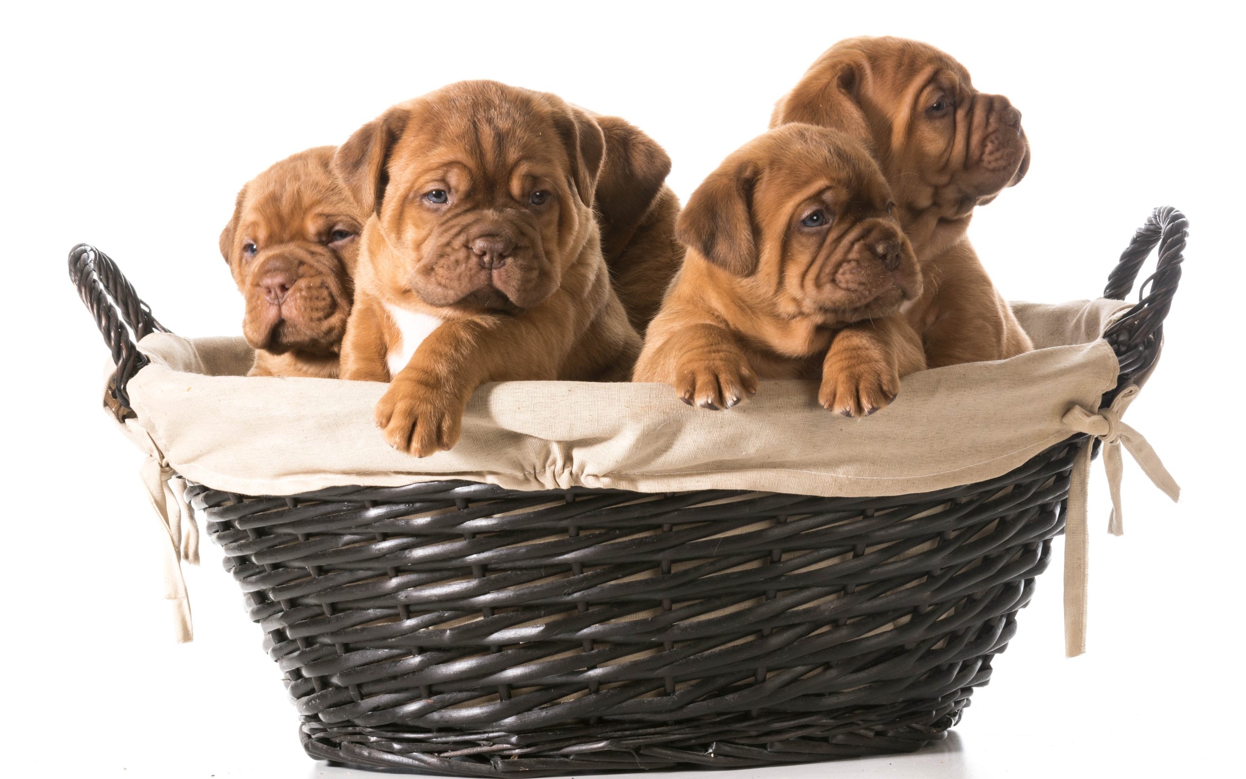 Обои щенки, корзинка, собаки, бордоский дог, puppies, basket, dogs, dogue de bordeaux разрешение 4496x3196 Загрузить