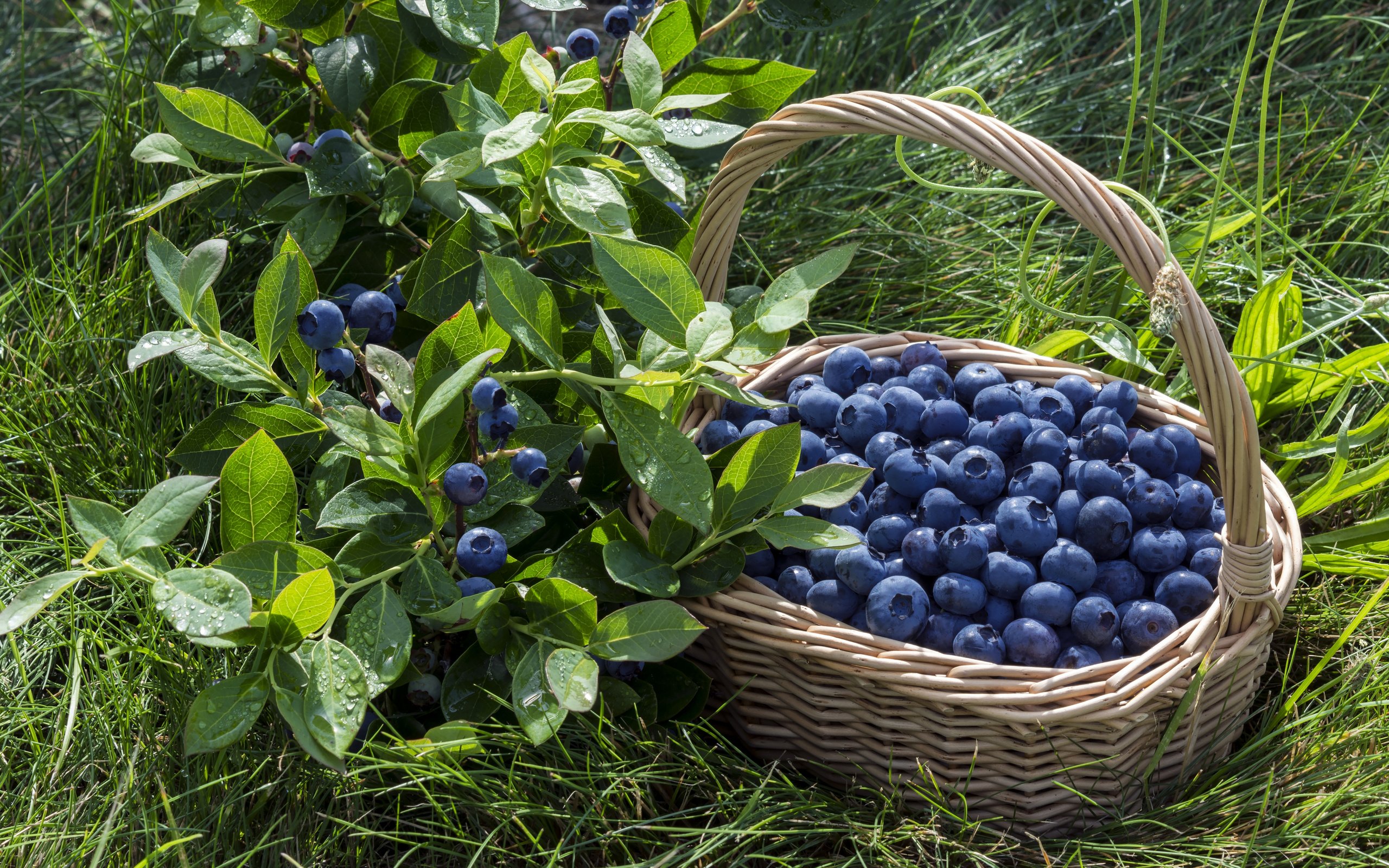 Обои корзина, ягоды, лесные ягоды, черника, парное, черничный, basket, berries, blueberries, fresh, blueberry разрешение 2880x1913 Загрузить