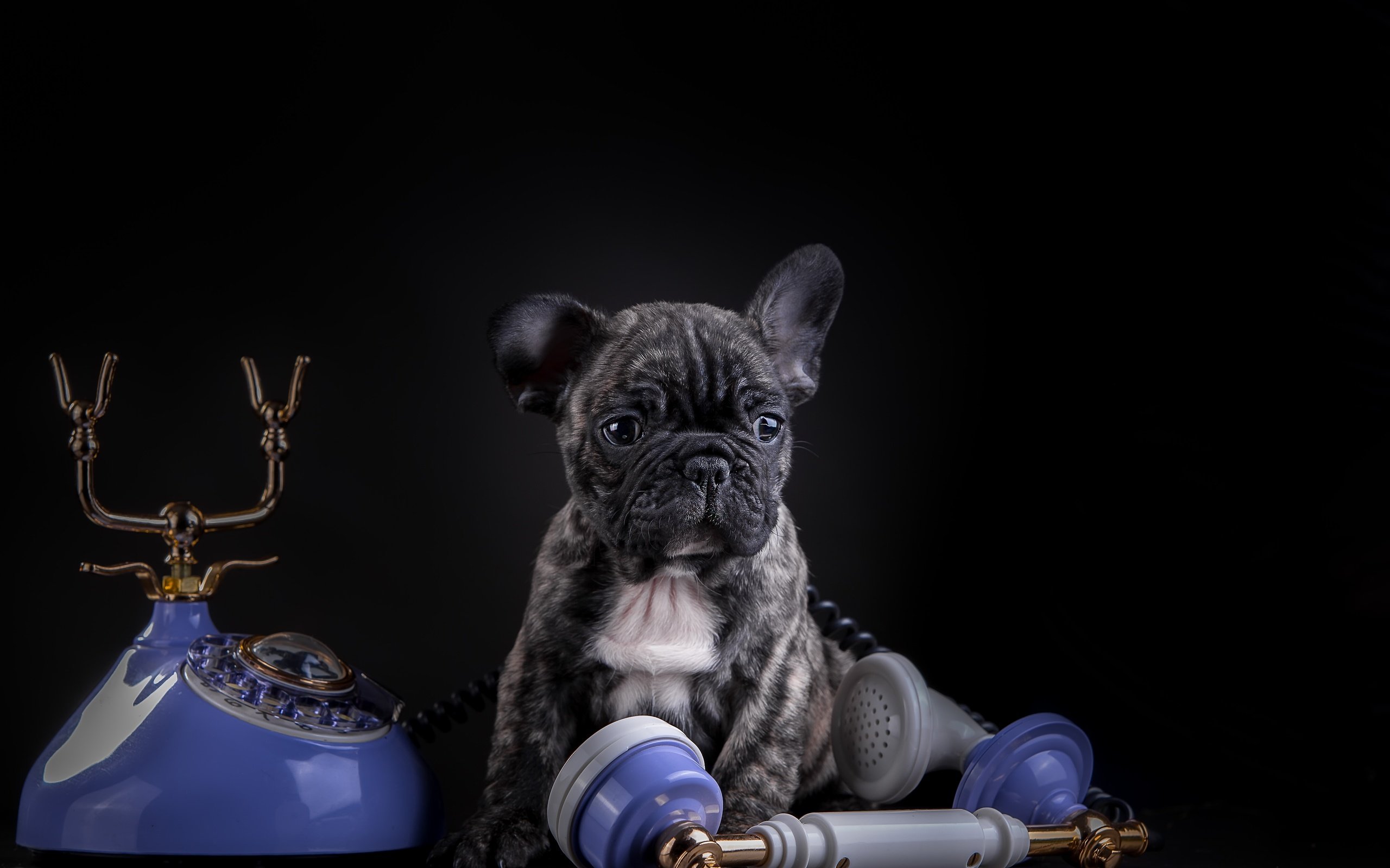 Обои собака, щенок, телефон, французский бульдог, dog, puppy, phone, french bulldog разрешение 5157x3323 Загрузить