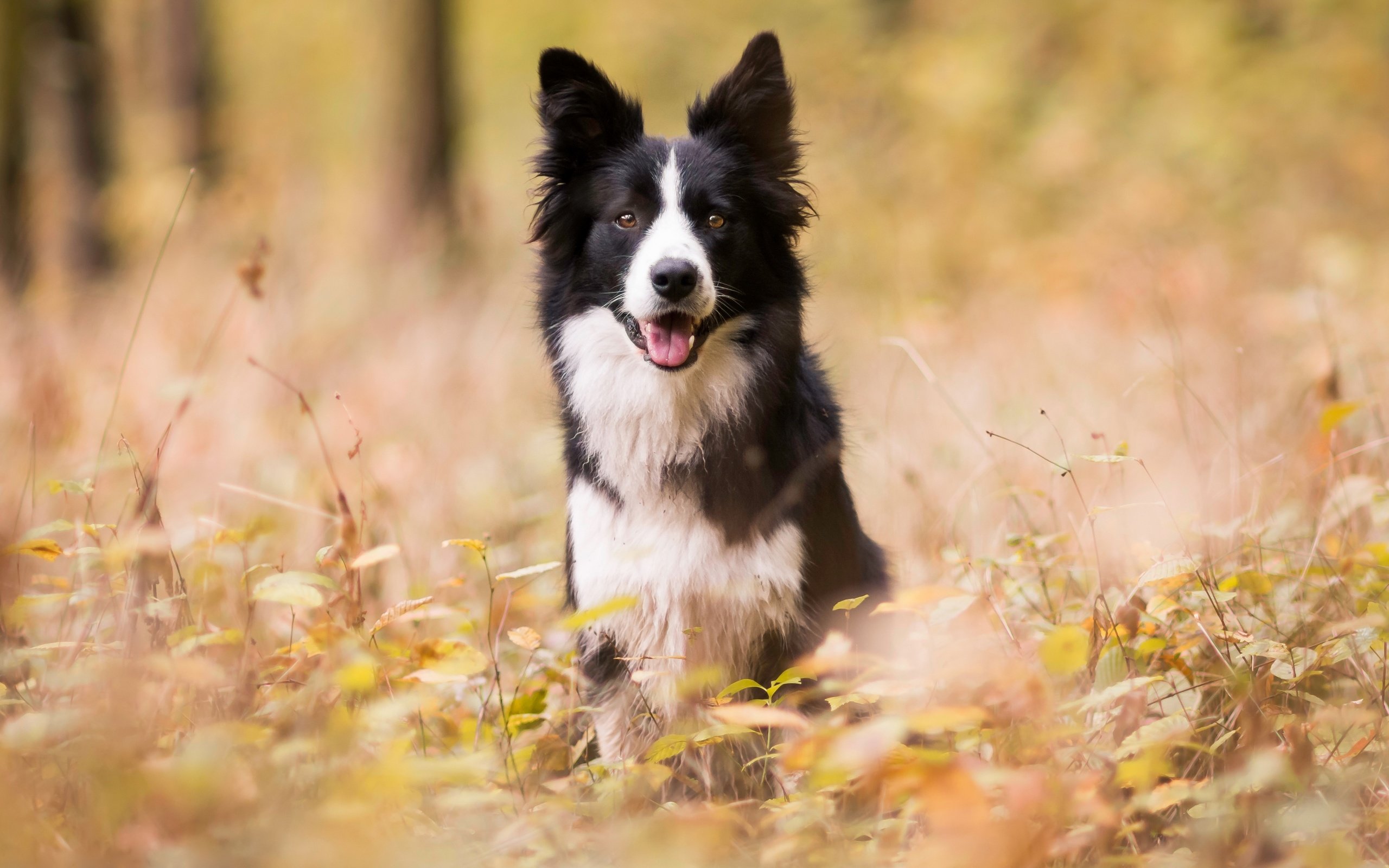 Обои лес, парк, осень, собаки, бордер-колли, forest, park, autumn, dogs, the border collie разрешение 2880x1620 Загрузить