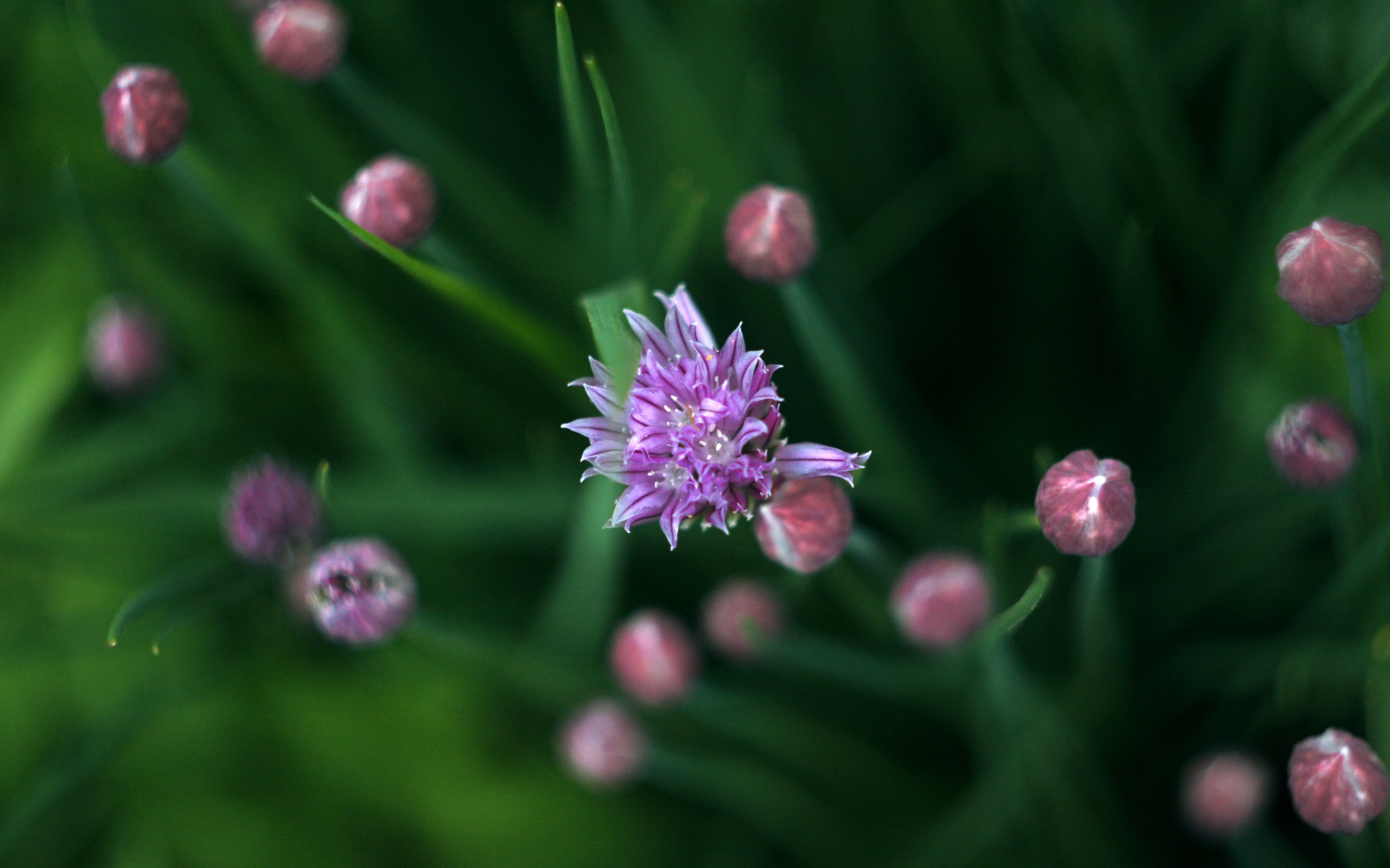 Обои зелень, весна, лук, дикий лук, greens, spring, bow, wild onion разрешение 3888x2592 Загрузить