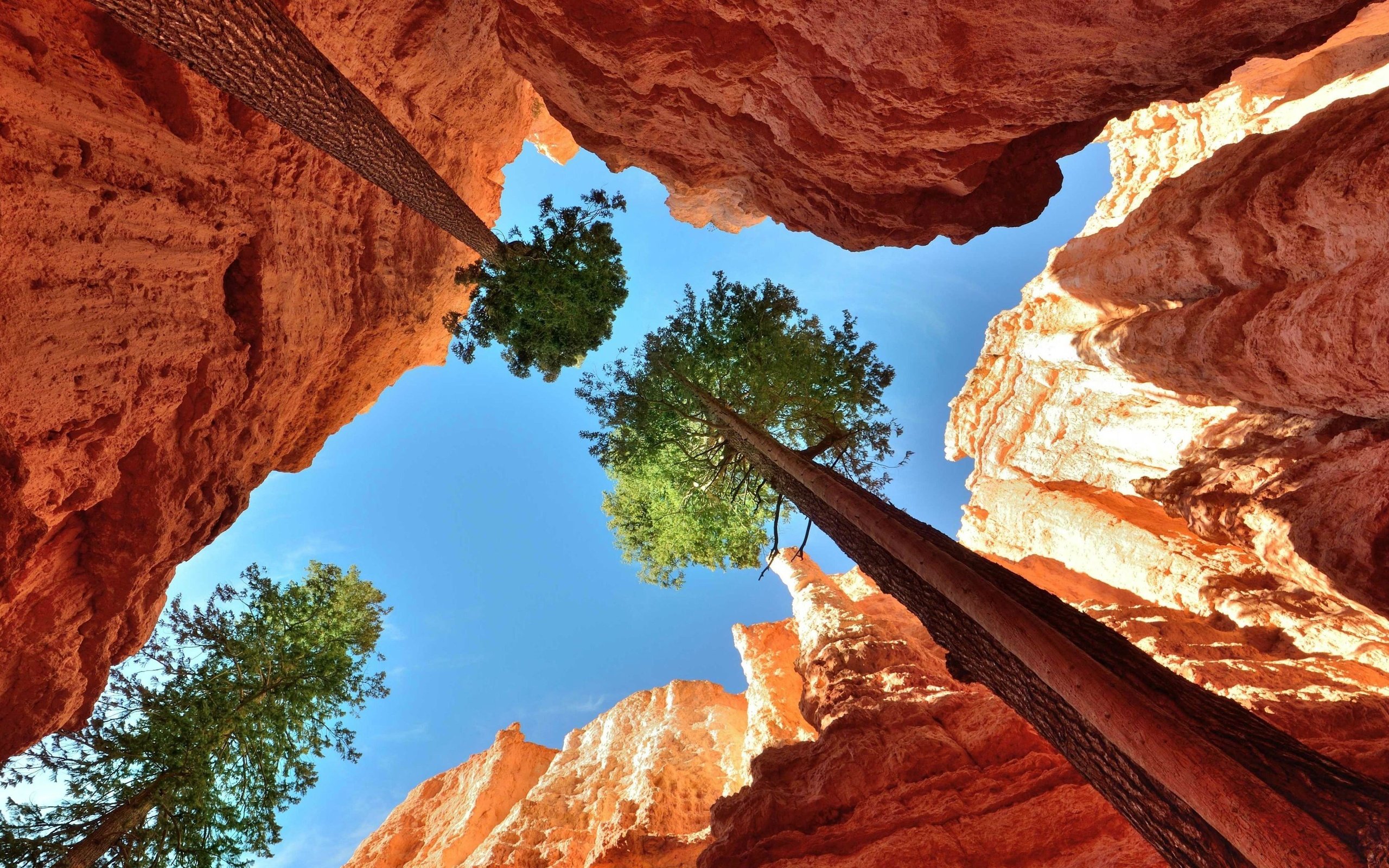 Обои небо, деревья, скалы, каньон, ущелье, кроны, верхушки, the sky, trees, rocks, canyon, gorge, crown, the top разрешение 4320x2482 Загрузить