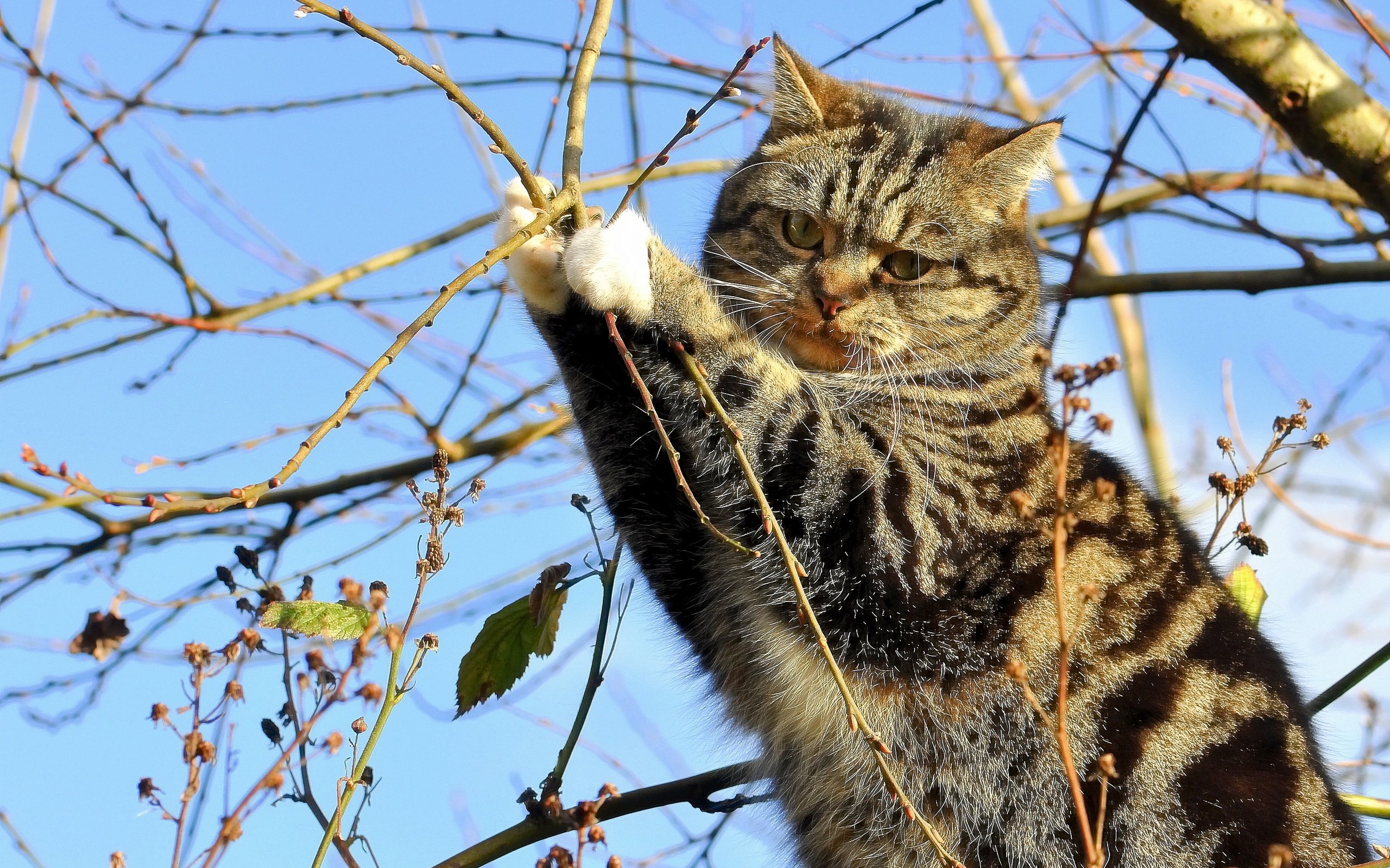 Обои дерево, кот, ветки, кошка, на дереве, tree, cat, branches, on the tree разрешение 3694x2597 Загрузить