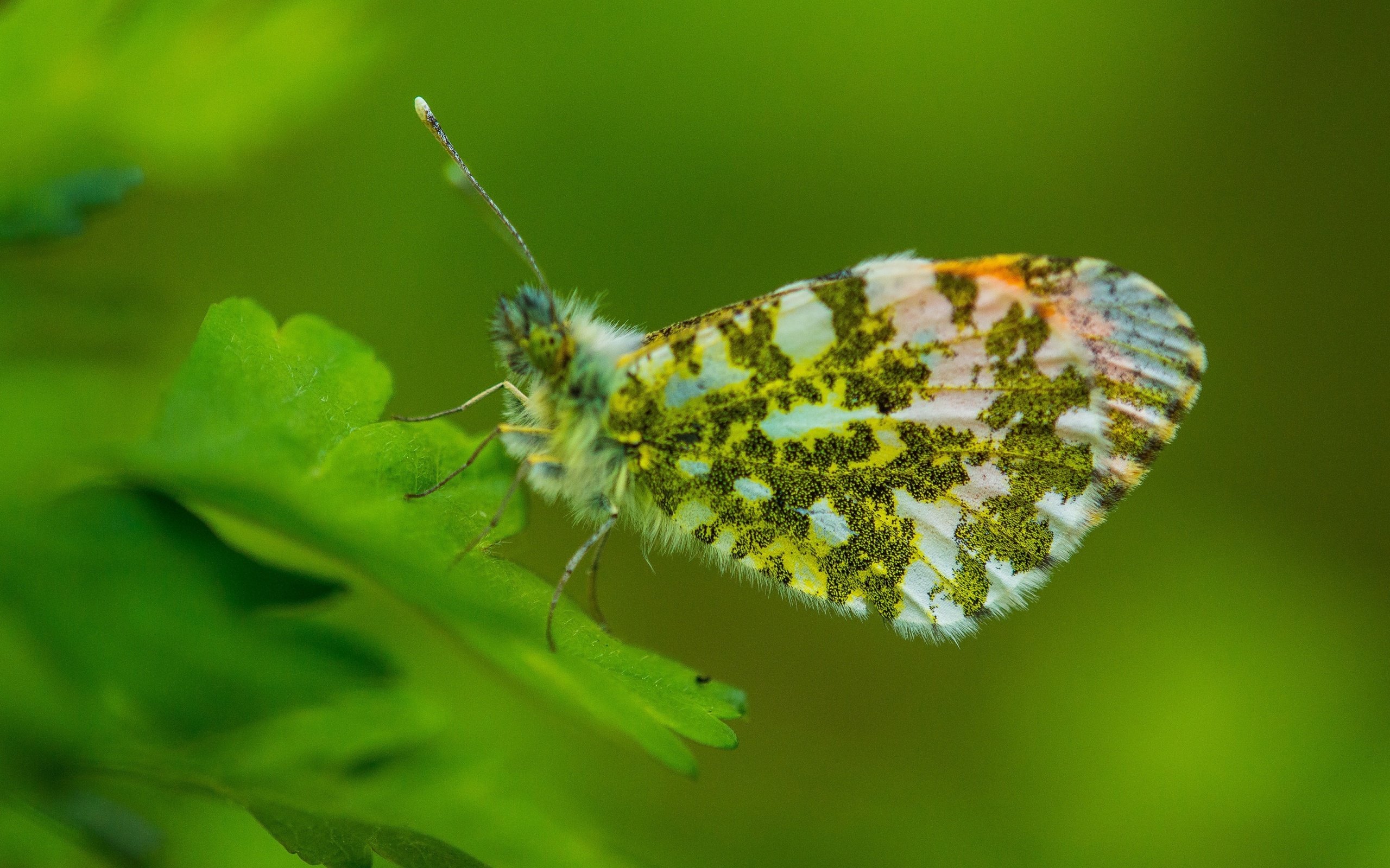 Обои листья, насекомое, бабочка, насекомые, зеленые,  листья, грин, leaves, insect, butterfly, insects, green разрешение 2880x1921 Загрузить