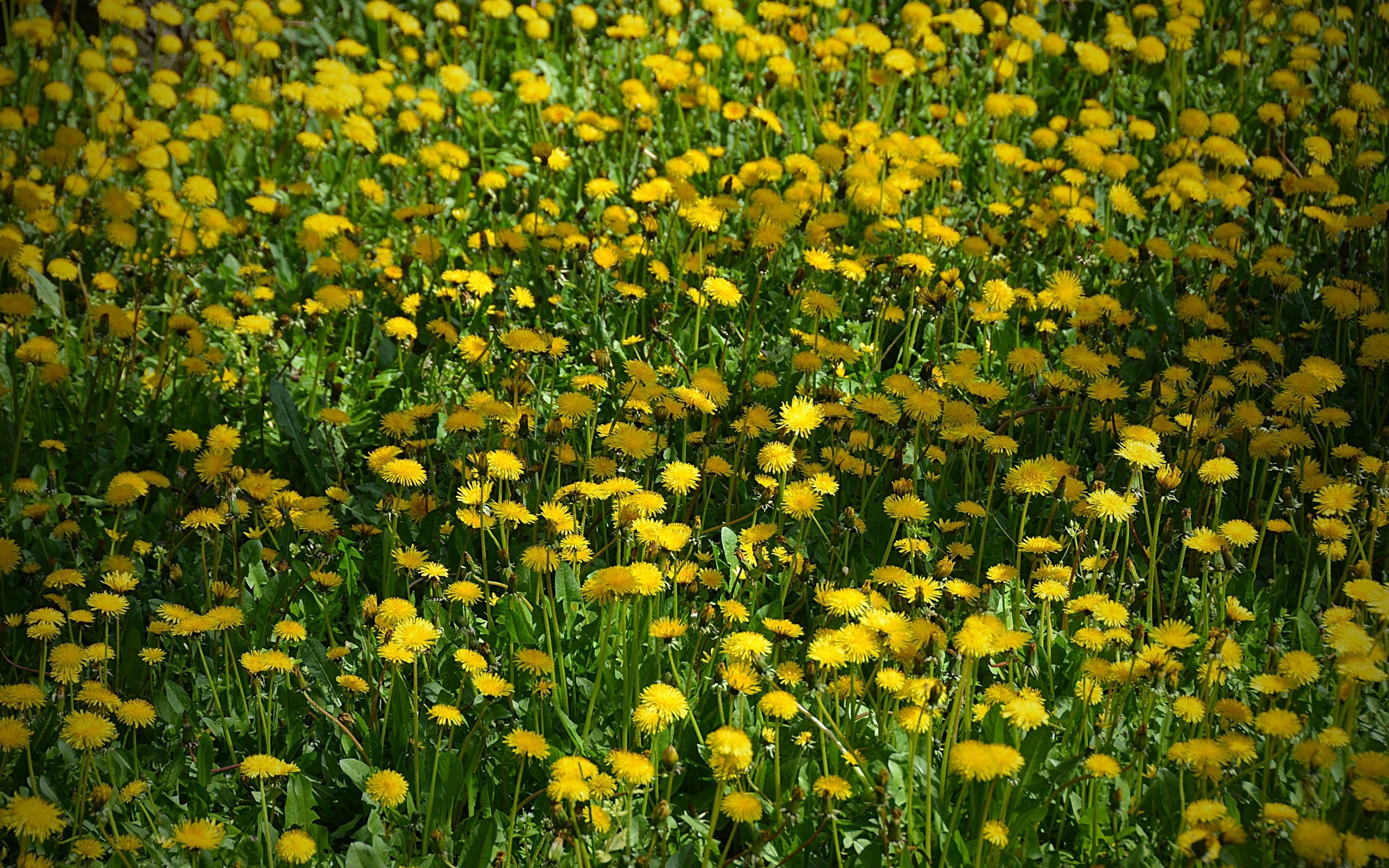 Обои цветы, поле, одуванчики, жёлтая, желтые,  цветы, flowers, field, dandelions, yellow разрешение 2880x1920 Загрузить