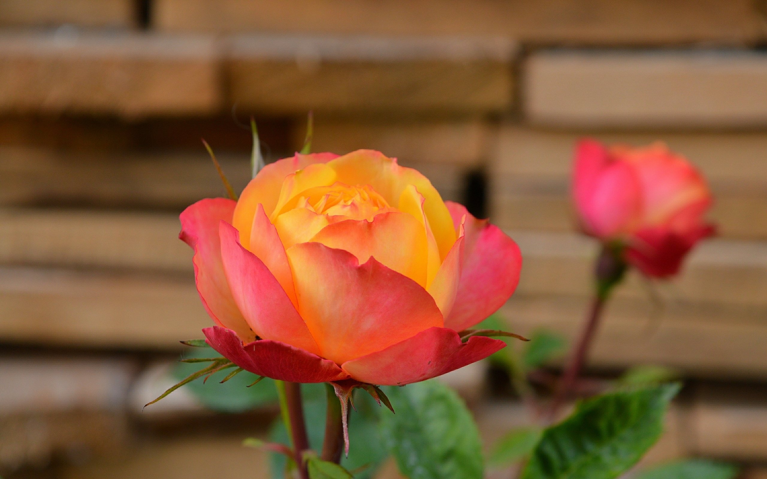 Обои роза, боке, rose, bokeh разрешение 3000x1864 Загрузить