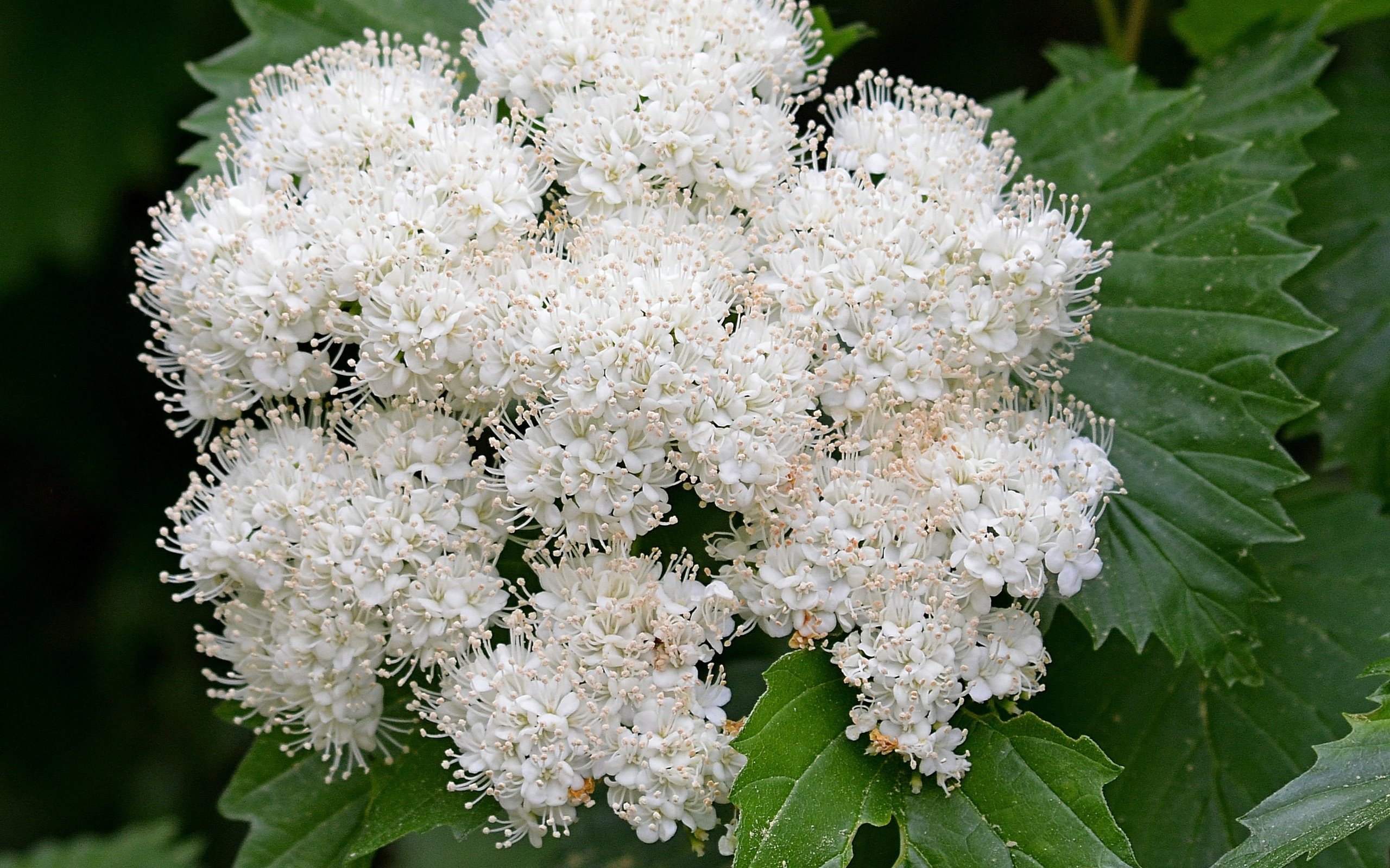 Обои цветы, цветение, весна, белая, калина, flowers, flowering, spring, white, kalina разрешение 2676x2674 Загрузить